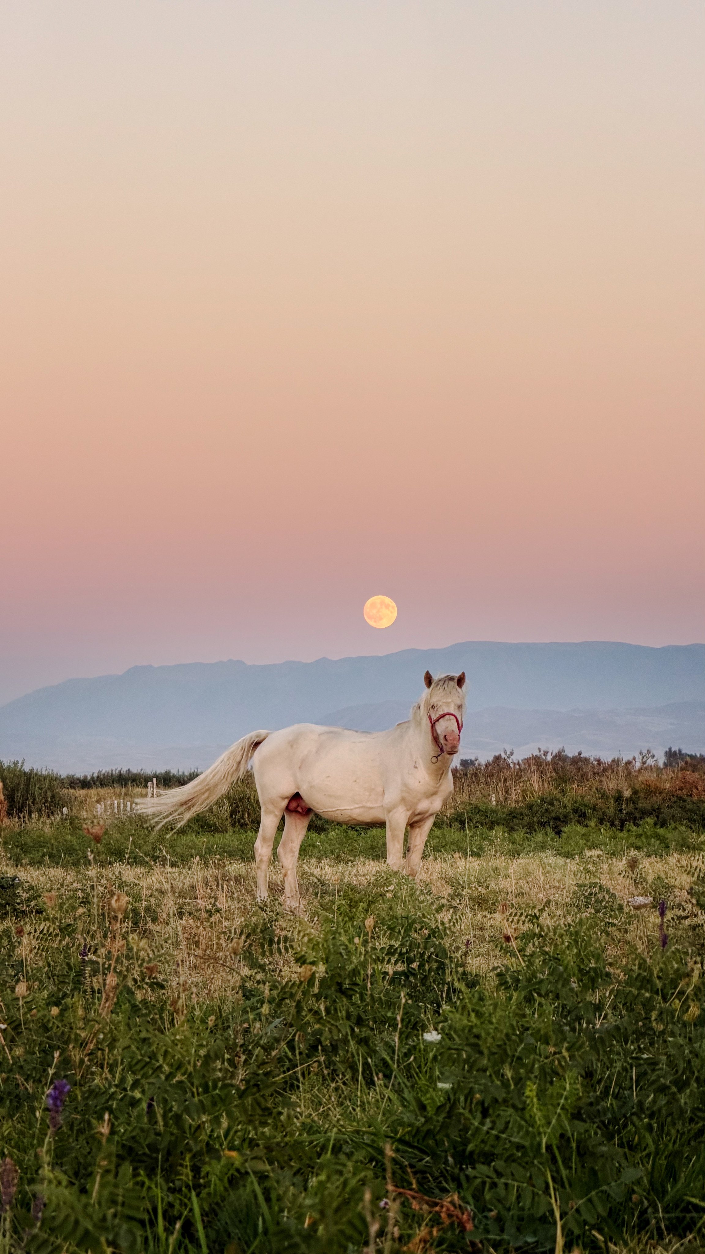 Nurbol Baimukhanov’s Zhabe horse, Ayan, near Almaty, Kazakhstan. Photo: courtesy Nurbol Baimukhanov