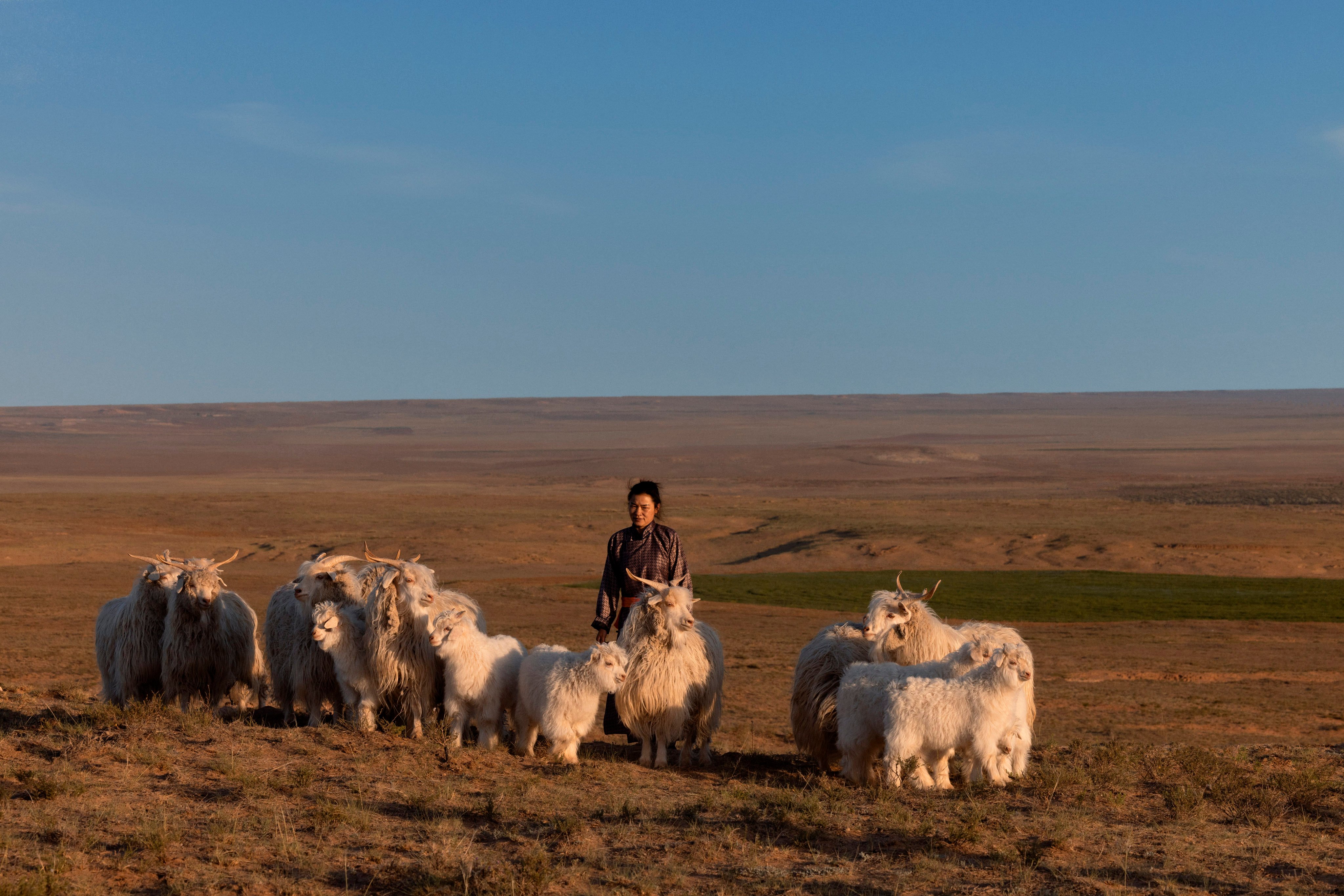 Reared in Inner Mongolia, these goats yield the ultra-fine fibre used to make Loro Piana’s baby cashmere. Photo: Handout