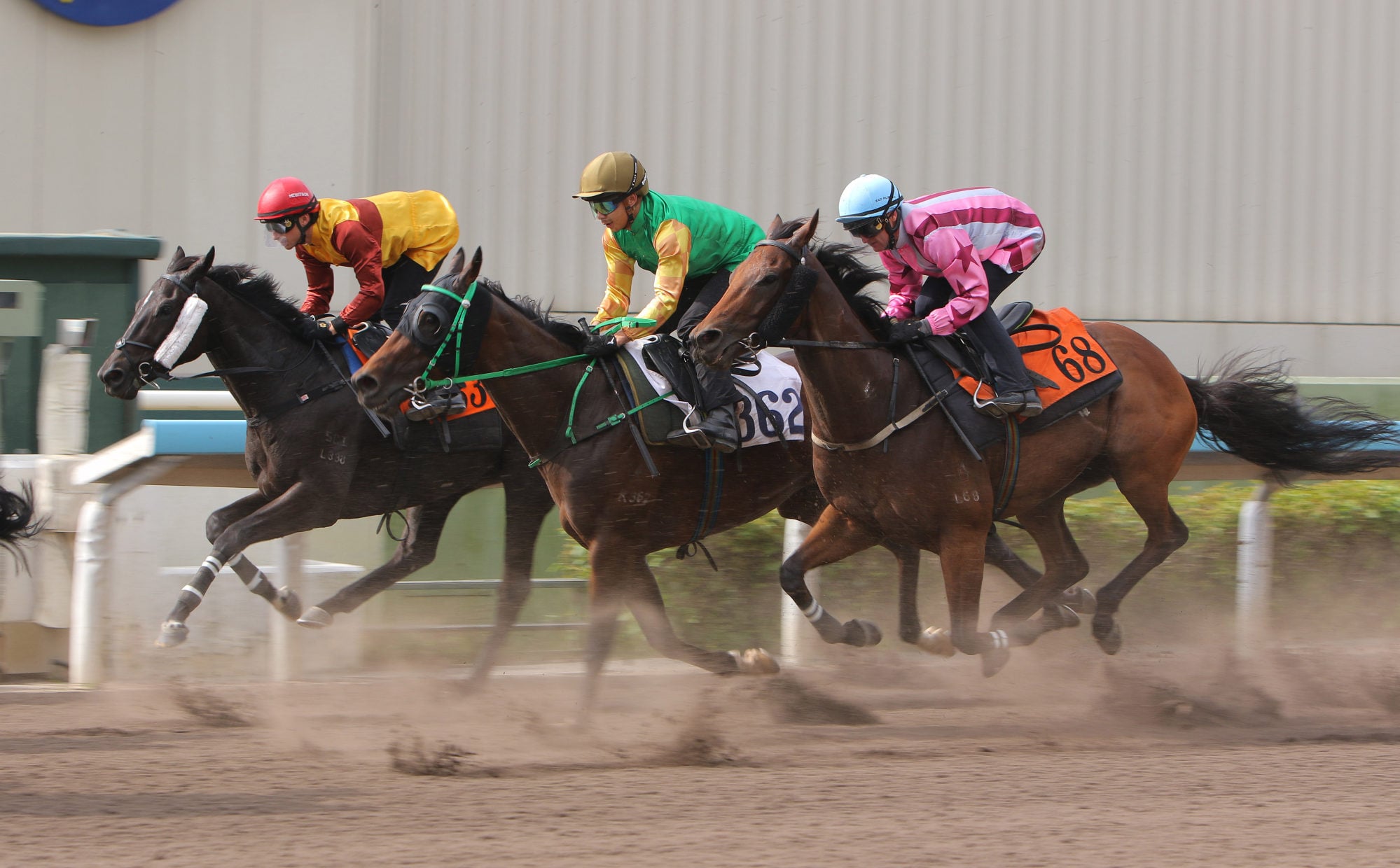 Refusetobeenglish (middle) trials at Sha Tin back in May. Refusetobeenglish (middle) trials at Sha Tin back in May.