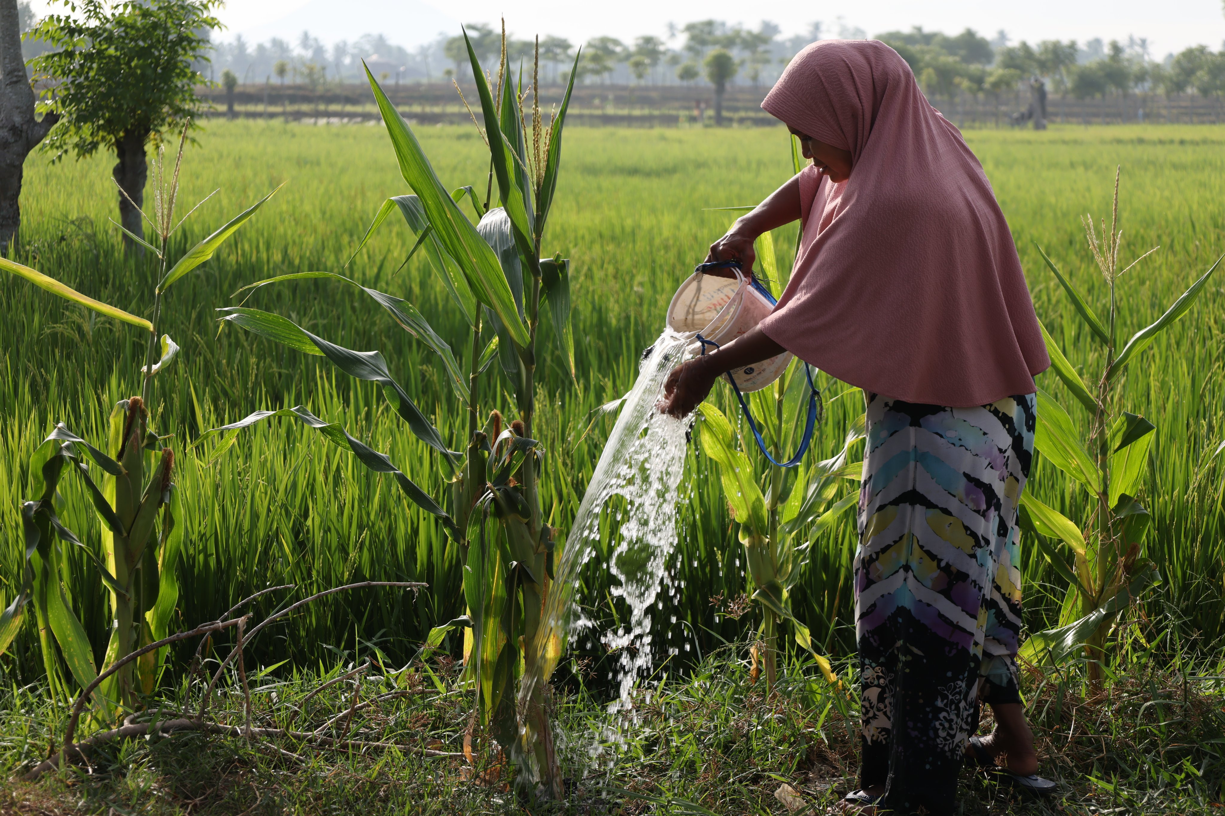 A farmer draws water from a dried-up canal to irrigate crops in Darul Imarah, Aceh Besar, Indonesia, on August 31. Photo: EPA
