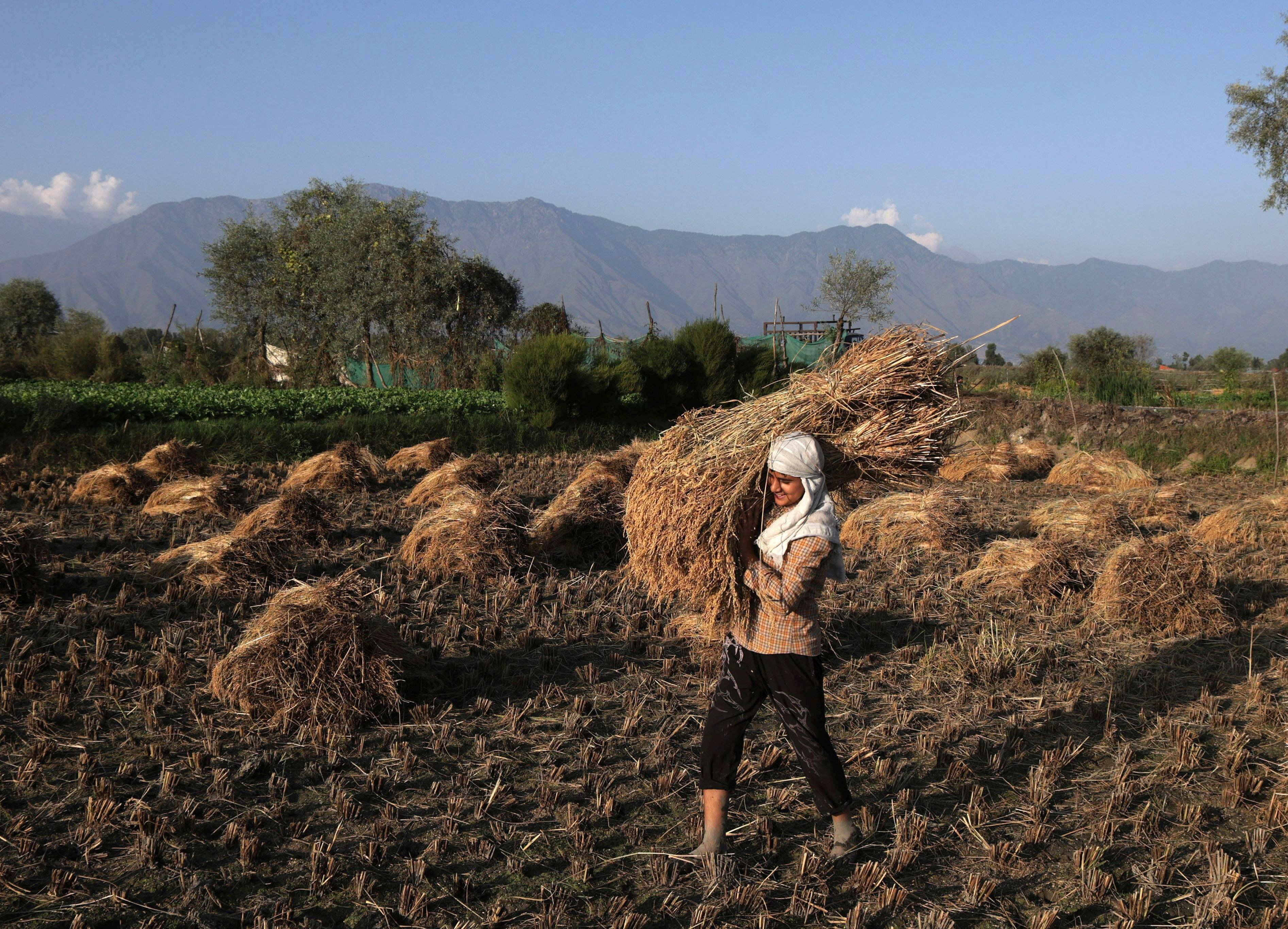 A farmer works in a paddy field during the harvest season on the outskirts of Srinagar, the summer capital of Indian Kashmir, on Friday. Photo: EPA