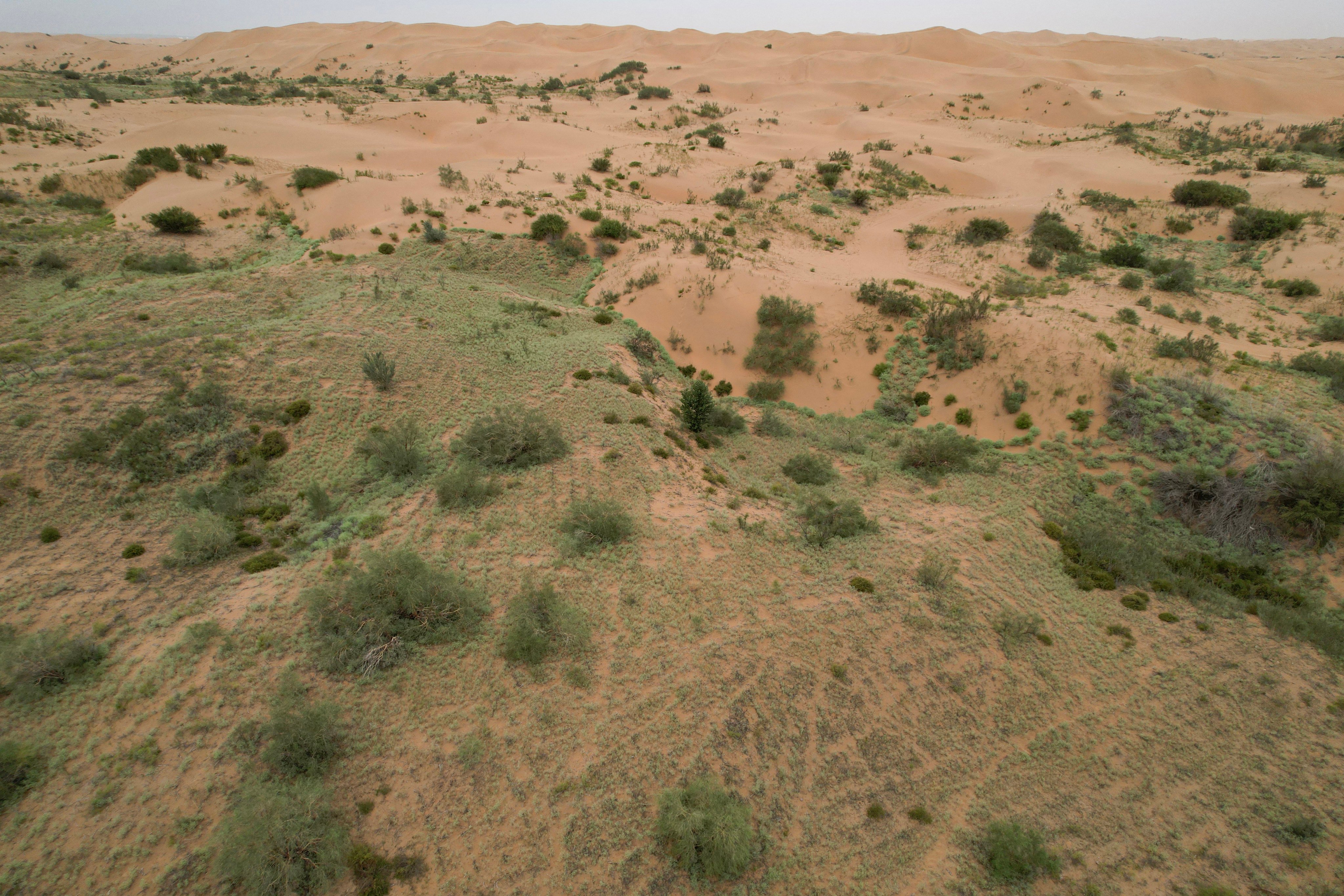 This picture taken on August 12, 2025 shows an aerial view of the contrast between the green zone and the desert landscape of the Kubuqi Desert, in Ordos, in China’s northern Inner Mongolia region. China’s “Great Green Wall” campaign initially aimed to contain the expansion of deserts in the arid north caused by intensive farming, grazing, mining and climate change. But in some places the goal has now evolved into creating new arable land, and the project combines large-scale tree planting with sowing drought-resistant creepers, and even installing vast solar arrays to limit wind and shade plants. (Photo by Pedro PARDO / AFP) / TO GO WITH ‘CHINA-ENVIRONMENT-CLIMATE-ECONOMY-GREEN WALL, REPORTAGE’ BY ADRIEN SIMORRE AND AGATHA CANTRILL