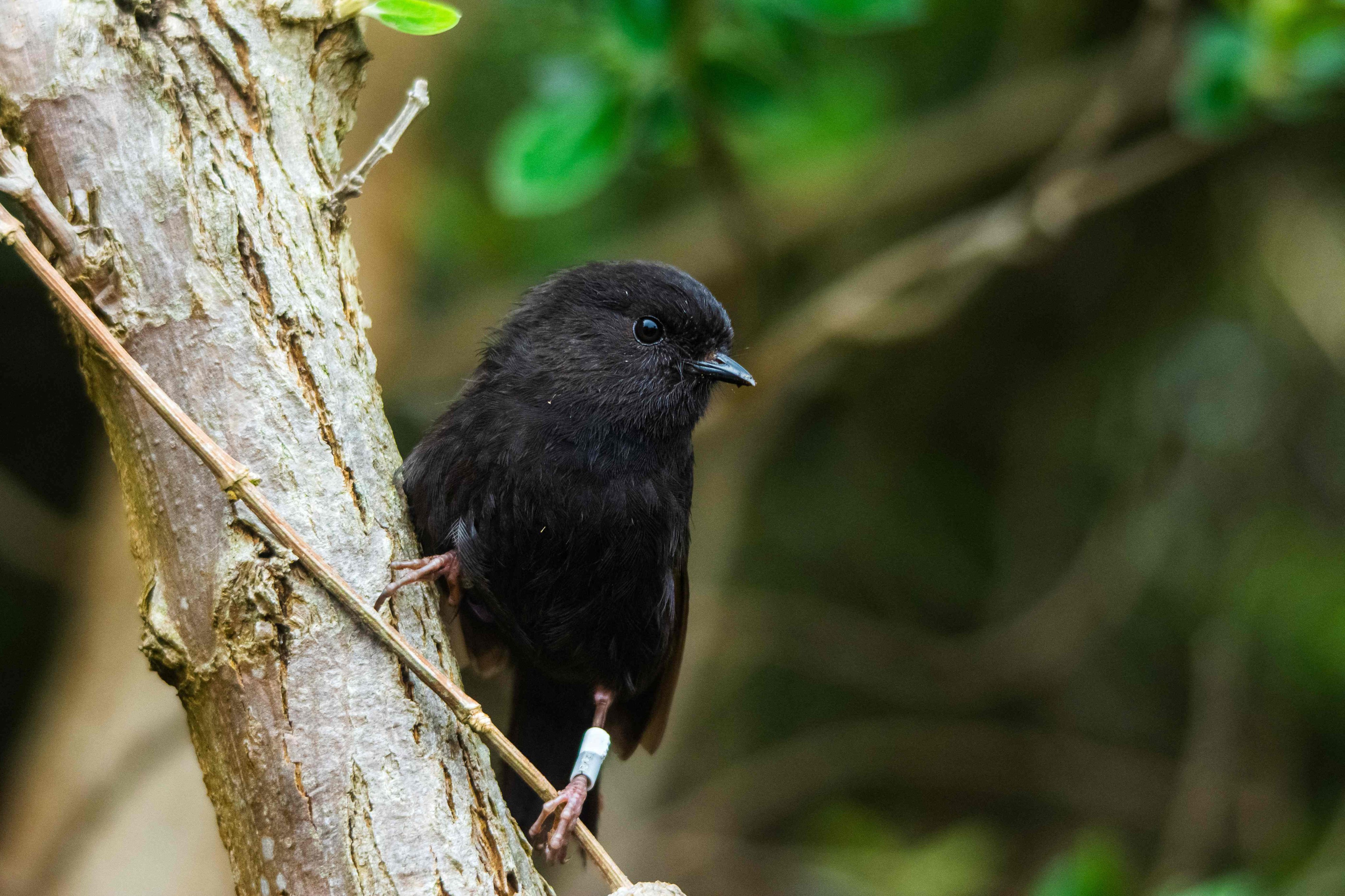 A black robin is seen on a branch on Chatham Island in December 2022. Photo: Royal Forest and Bird Society / AFP