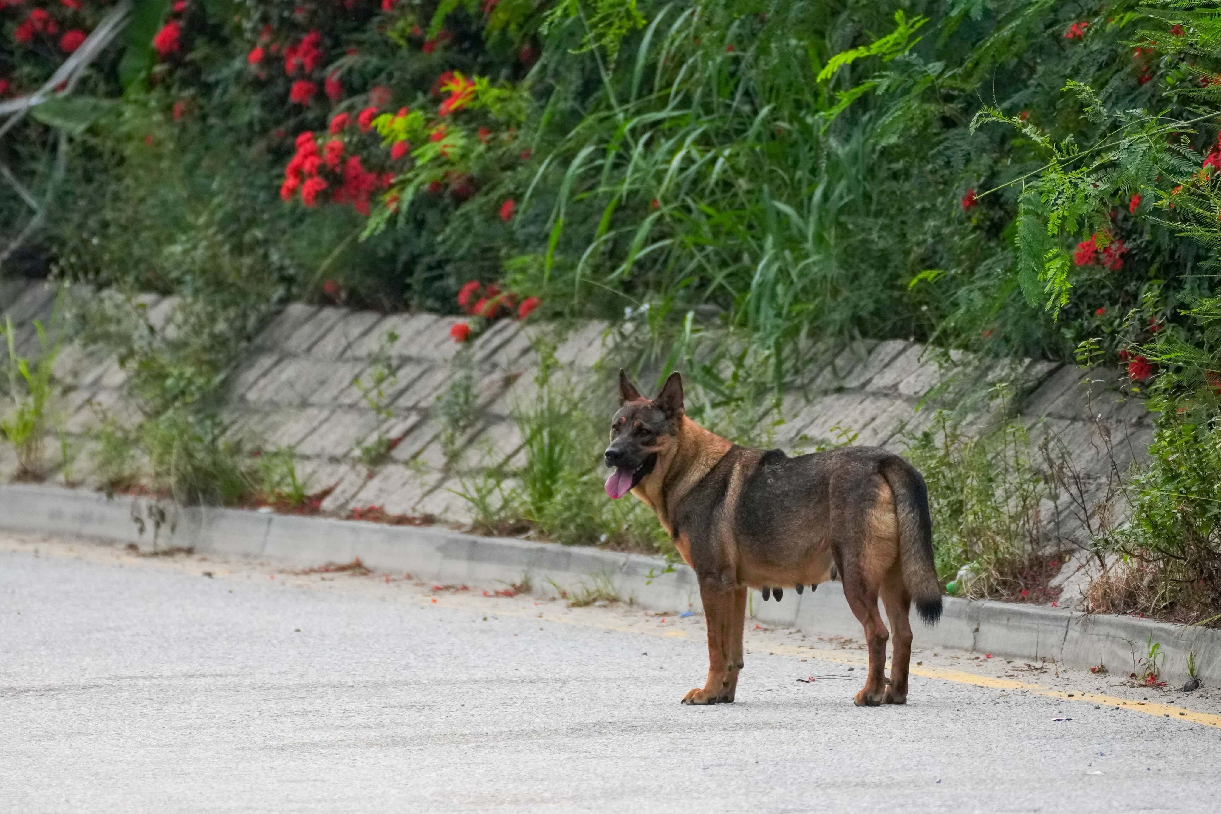 Animal shelters previously warned of pets being abandoned in the New Territories. Photo: Kit Lai