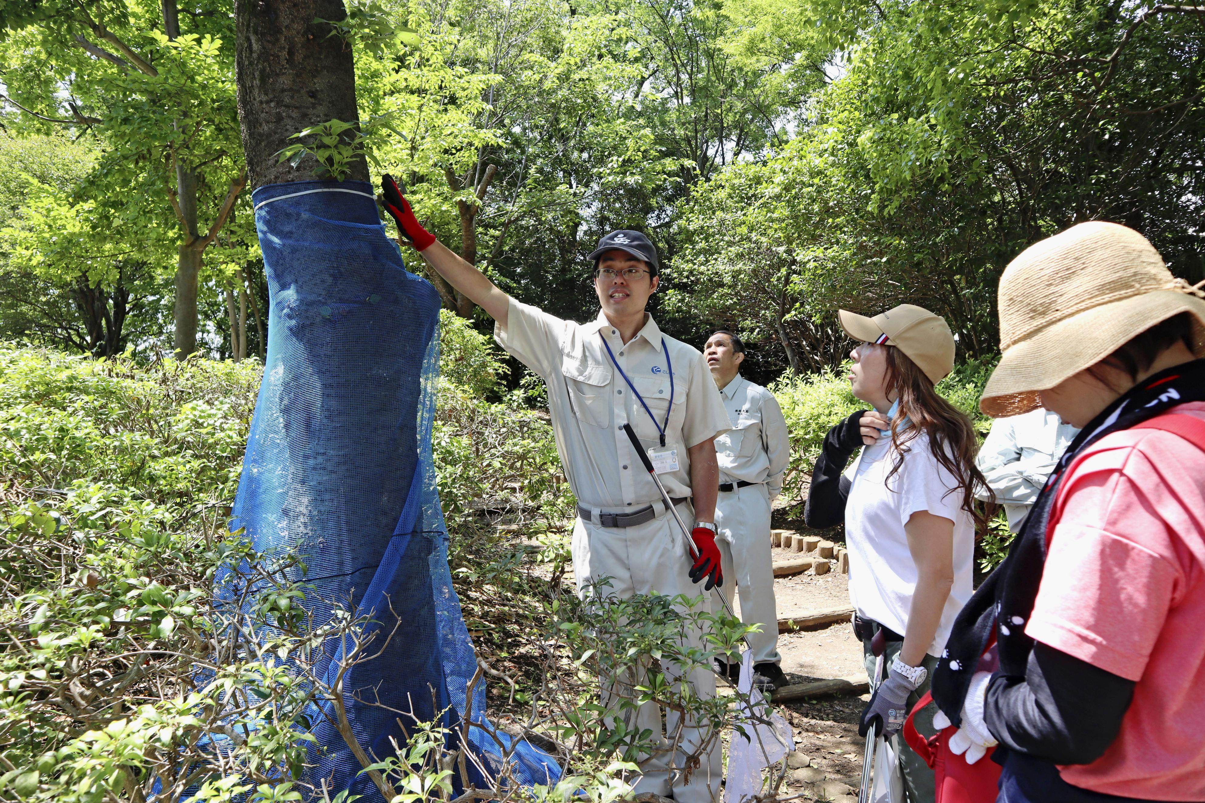 A Koshigaya city government employee explains the damage caused to a tree by the invasive red-necked longhorn beetle species in Soka, Saitama prefecture, on June 16. Photo: Kyodo