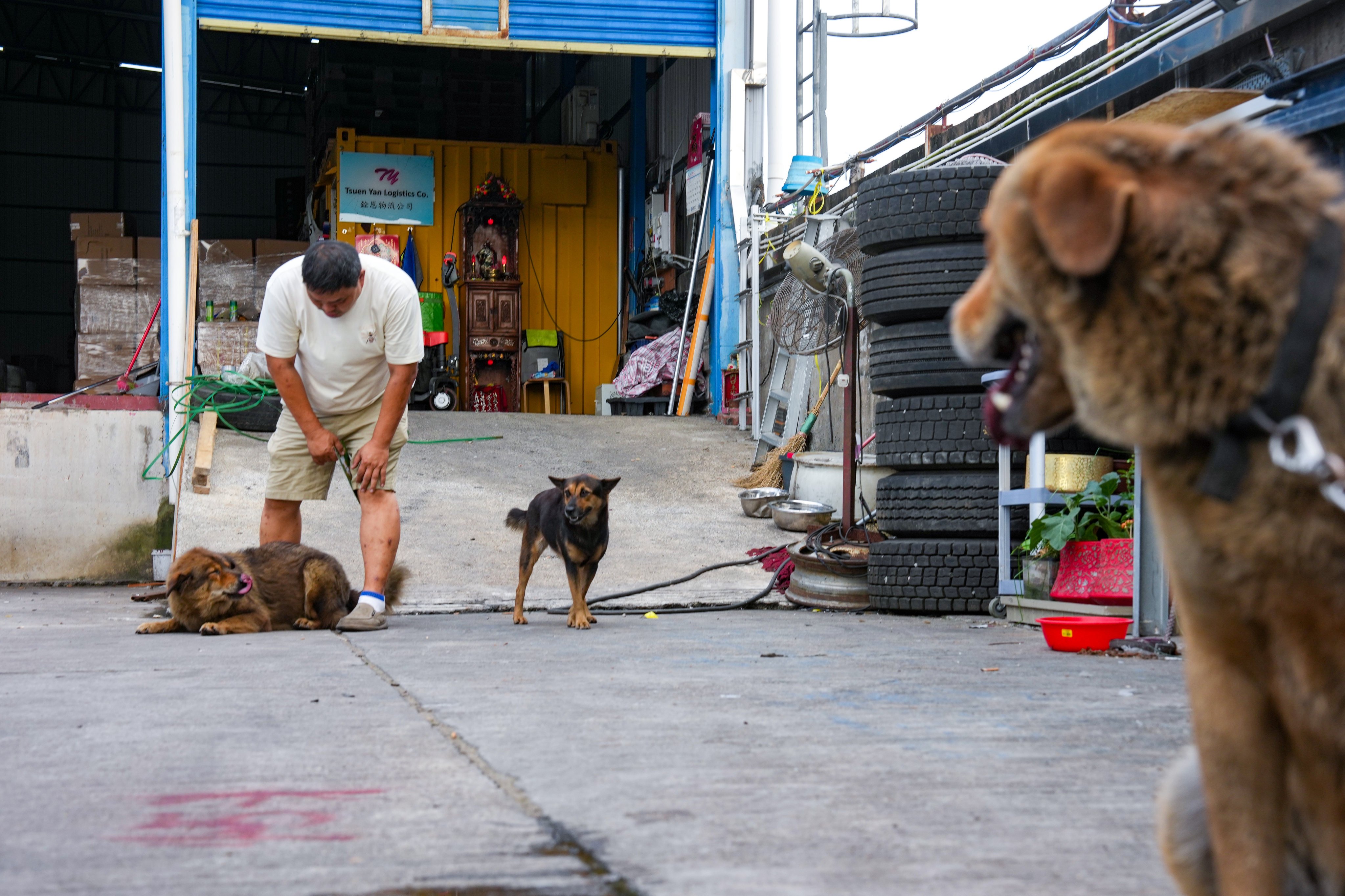 Dogs at an outdoor storage yard in Pok Wai, Yuen Long, near where a 27-year-old cyclist was found dead after a suspected dog attack on Sunday. Photo: Kit Lai