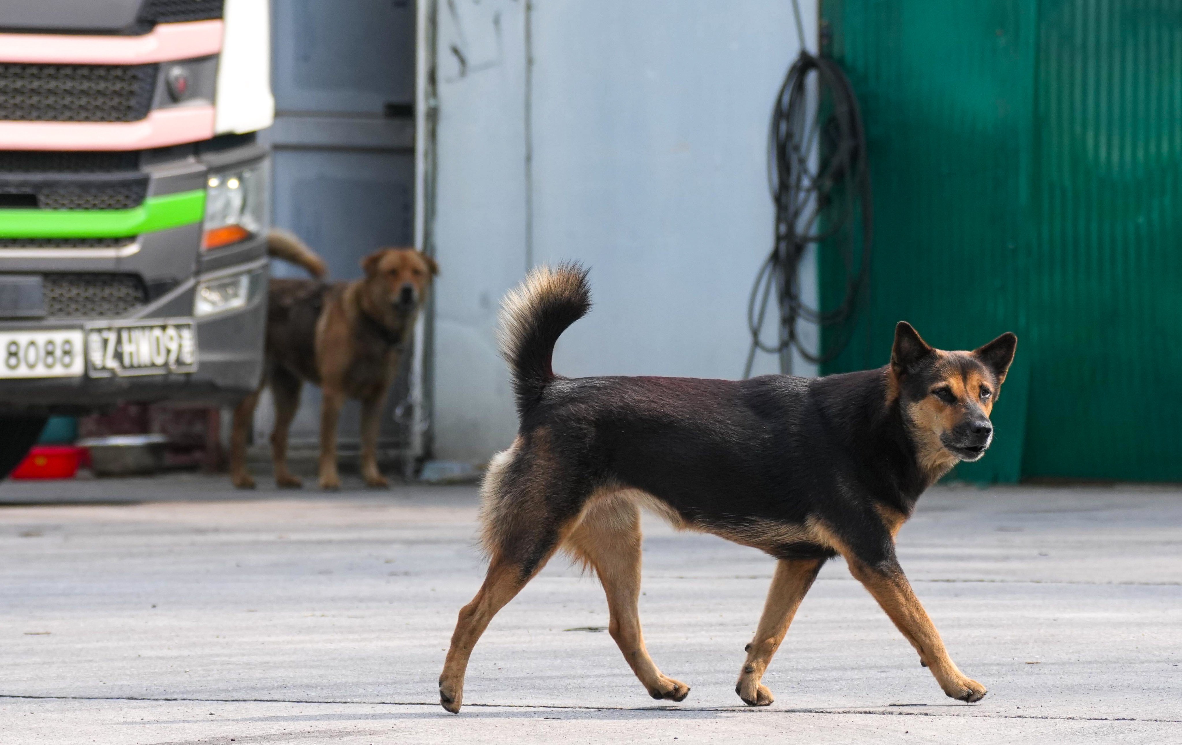 Dogs roaming the Pok Wai area in Yuen Long. Photo: Kit Lai