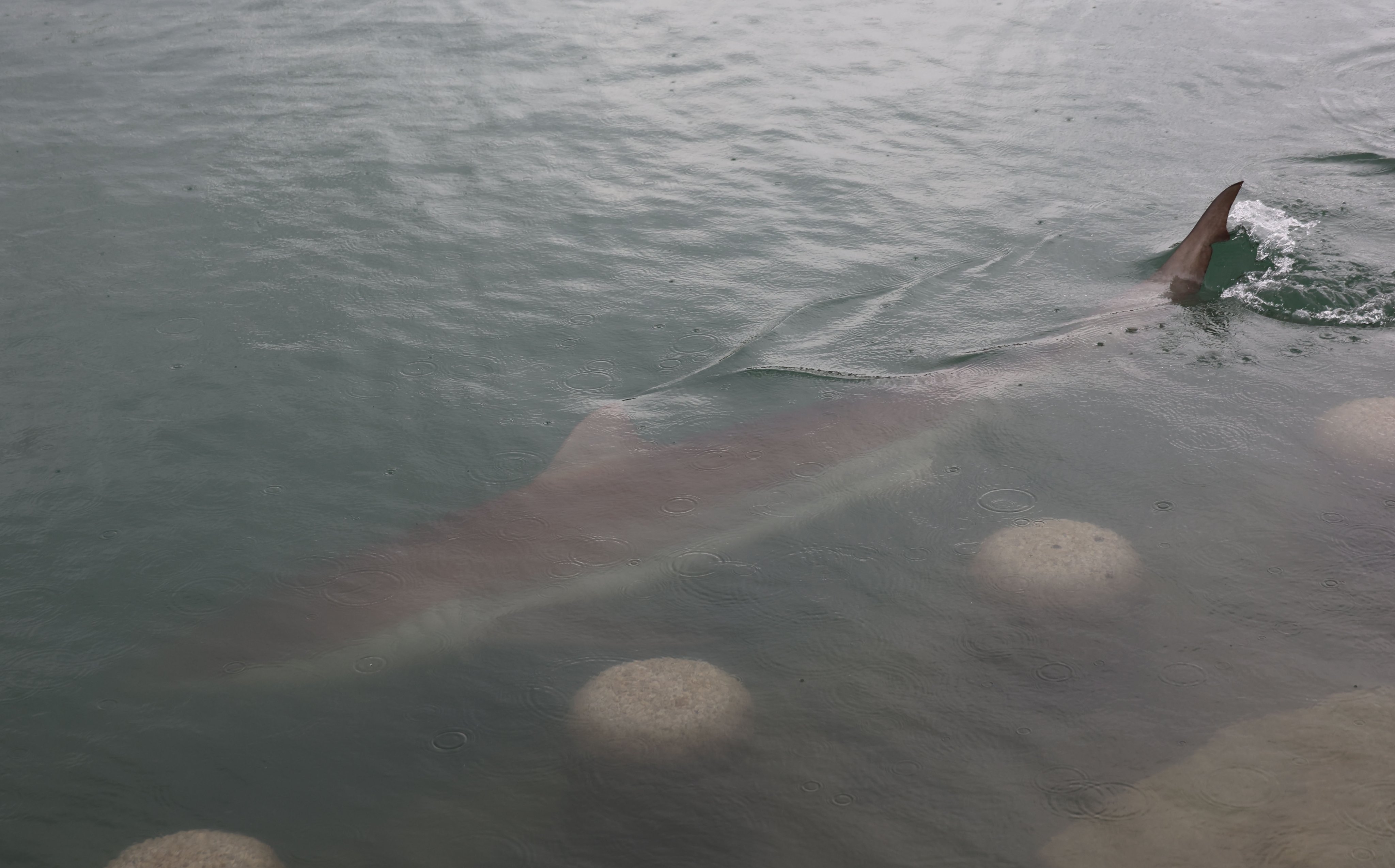 A copper shark about 3.5 metres long swims in the waterway of a waterfront park off the southeastern port city of Busan, South Korea, on Friday. Photo: EPA/Yonhap