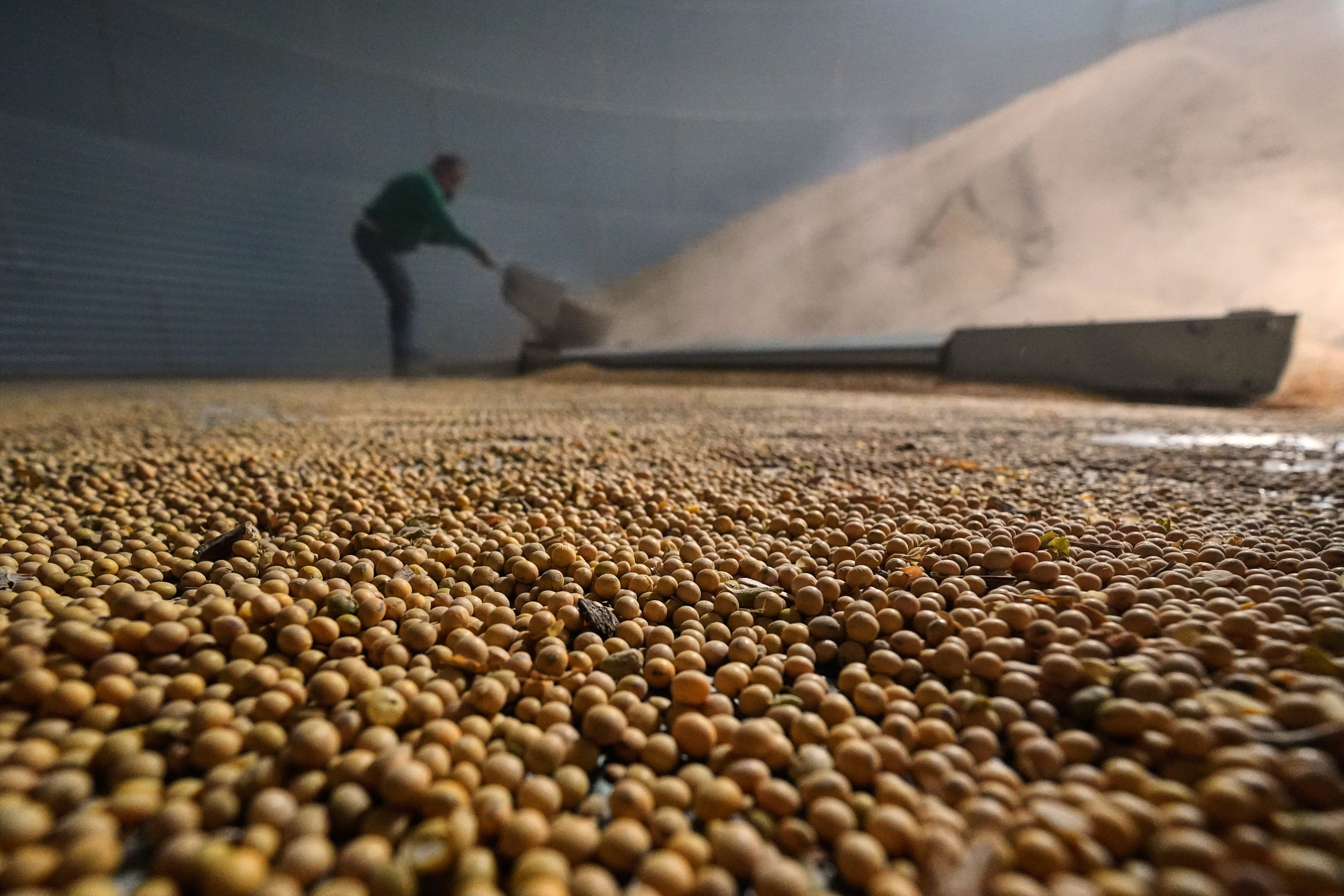 A farmer shovels soybeans in Nebraska on April 6. Photo: AP