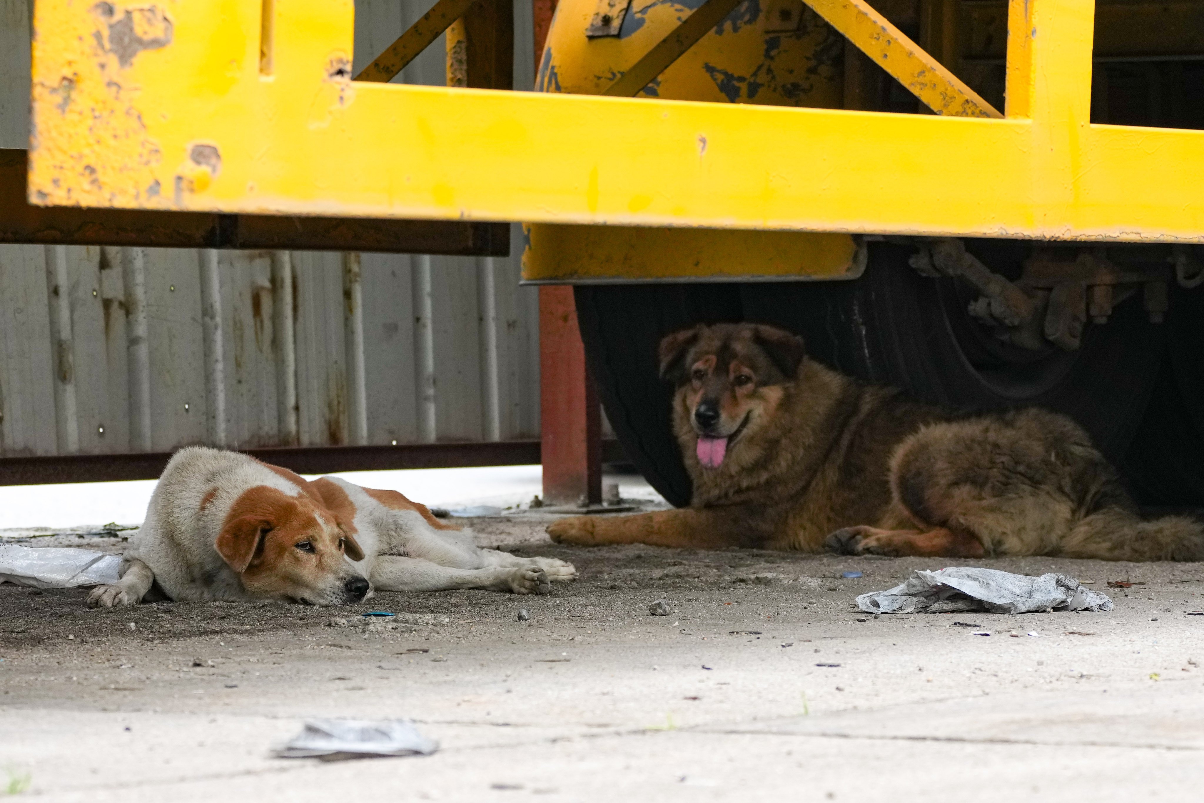 Dogs at an outdoor storage yard in Yuen Long’s Pok Wai area. Photo: Kit Lai