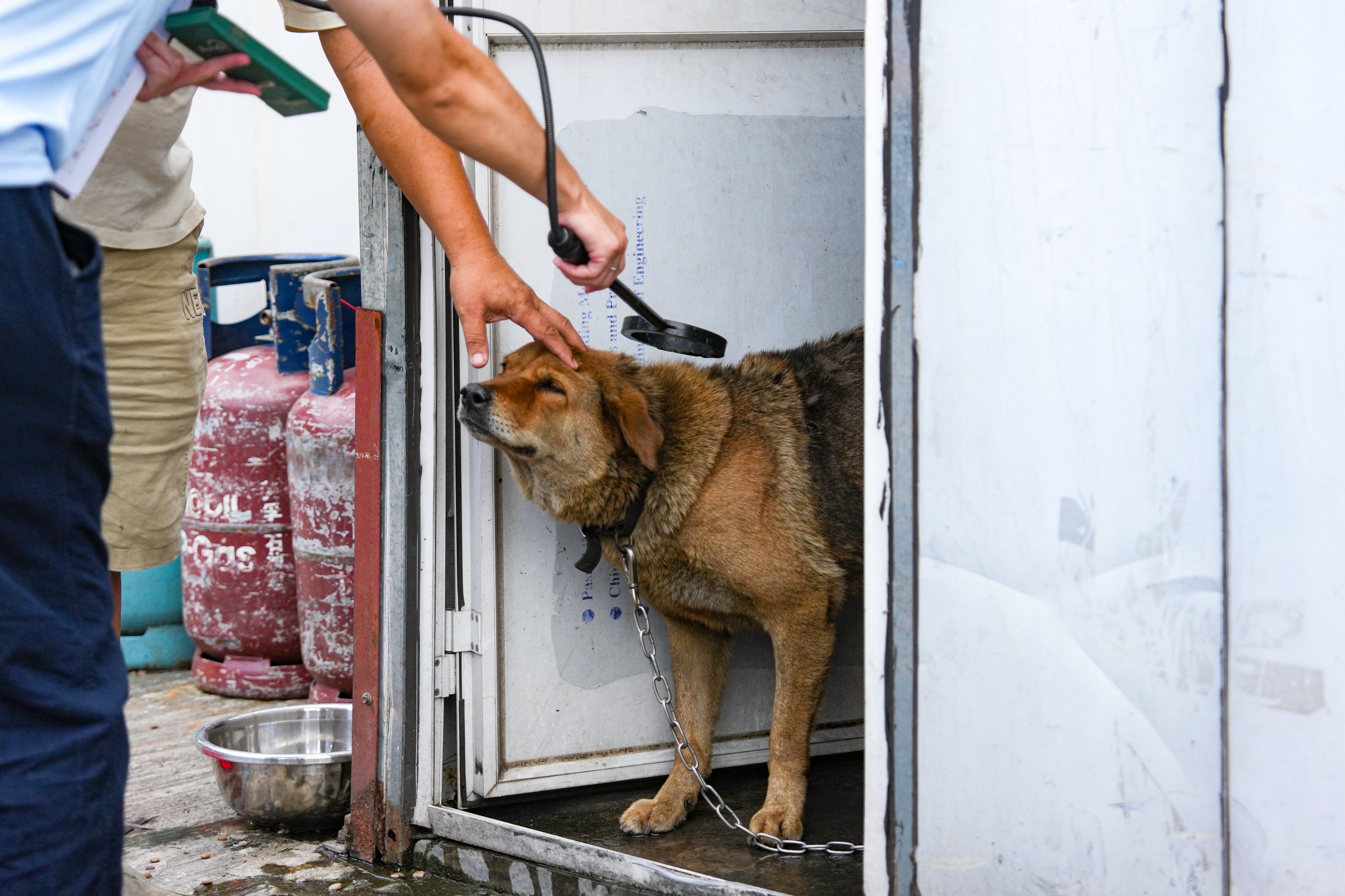 An Agriculture, Fisheries and Conservation Department  (AFCD) officer scans a dog for microchip information at a Yuen Long storage yard on Monday. Photo: Kit Lai