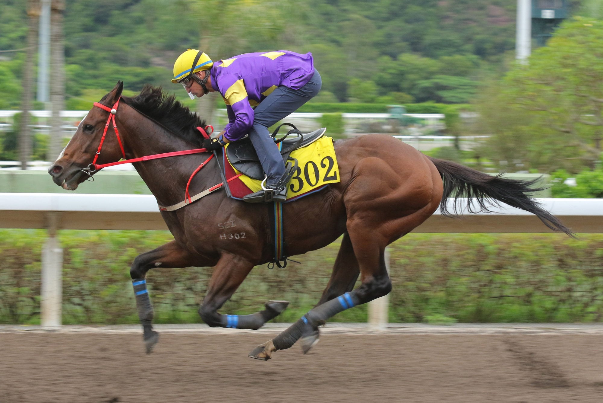 Helios Express at the Sha Tin trials earlier this month. Helios Express at the Sha Tin trials earlier this month.