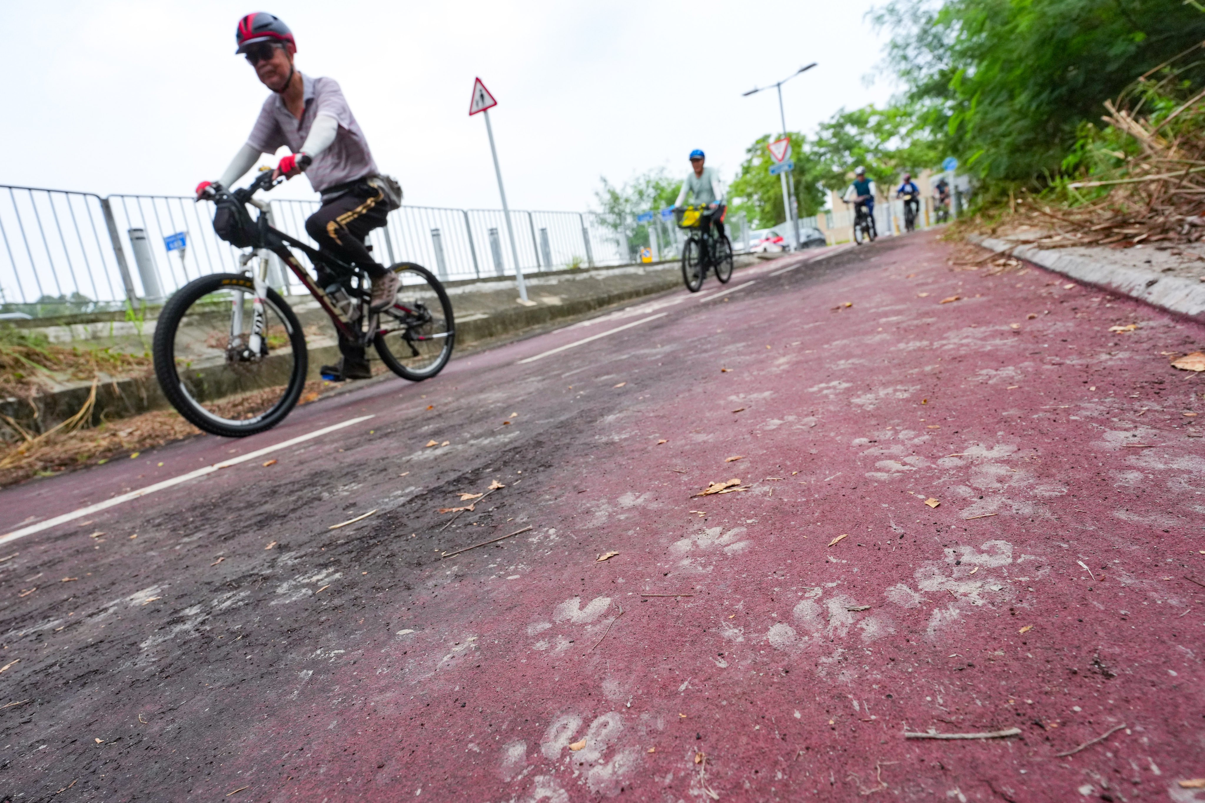 Dog paw prints cover a cycling path of Bok Wai South Road, not far from where a fatally injured cyclist was found. Photo: Kit Lai