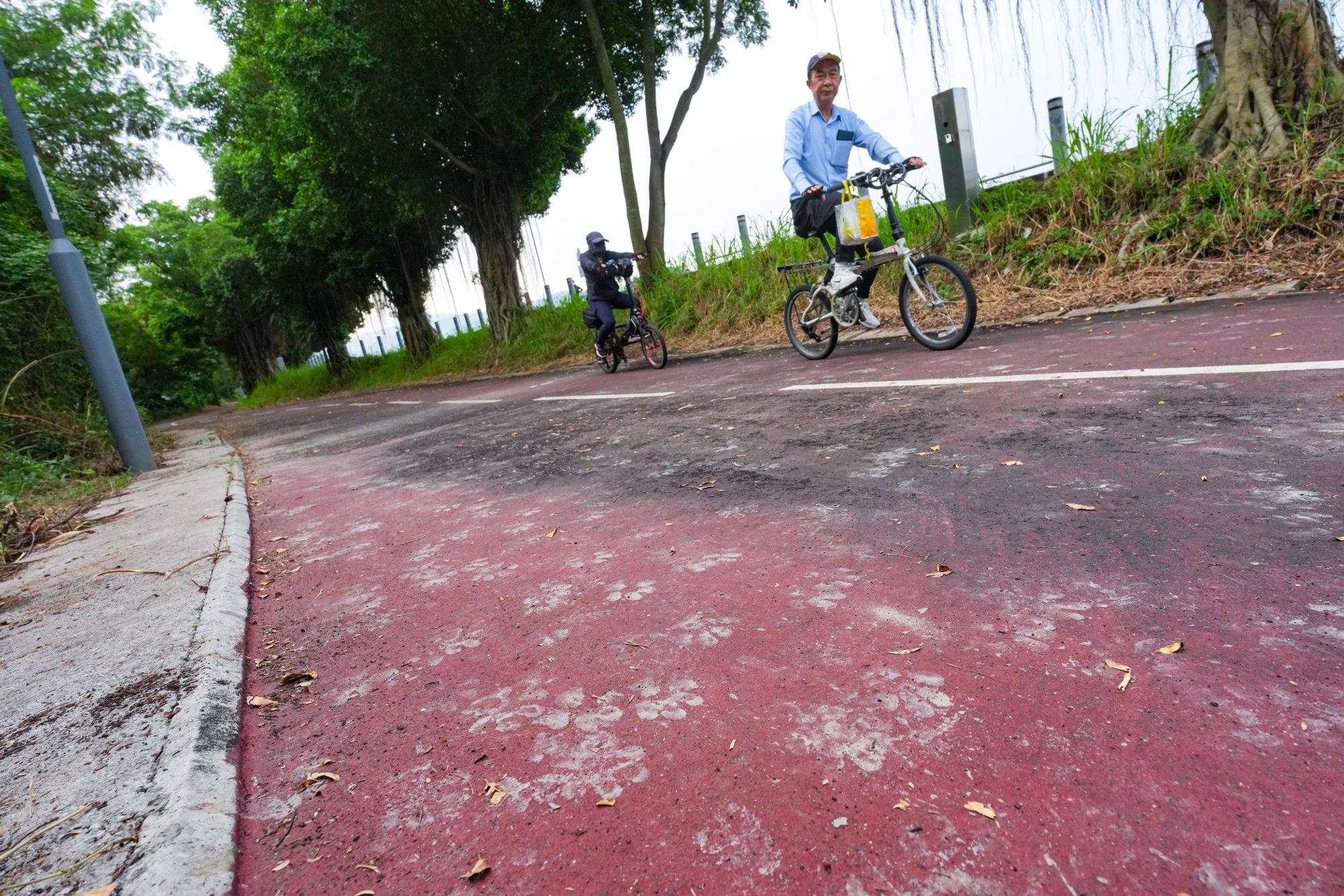 A woman was suspected of having been attacked by dogs in Yuen Long while cycling. Photo: Kit Lai A woman was suspected of having been attacked by dogs in Yuen Long while cycling. Photo: Kit Lai