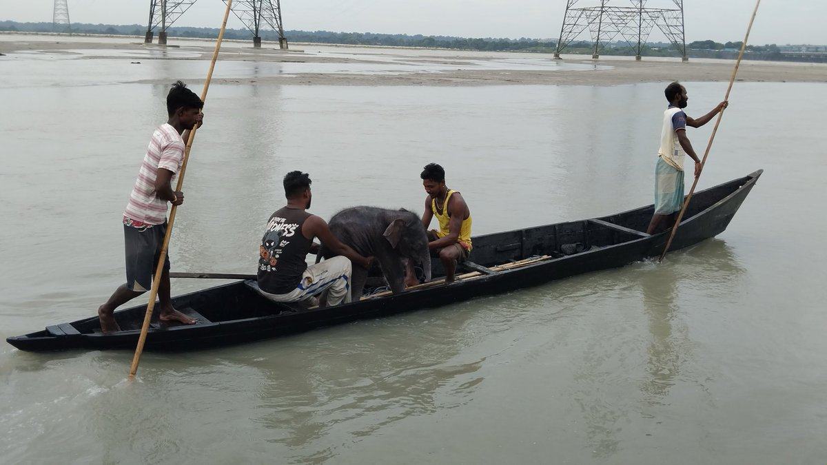 Baby elephant saved from drowning