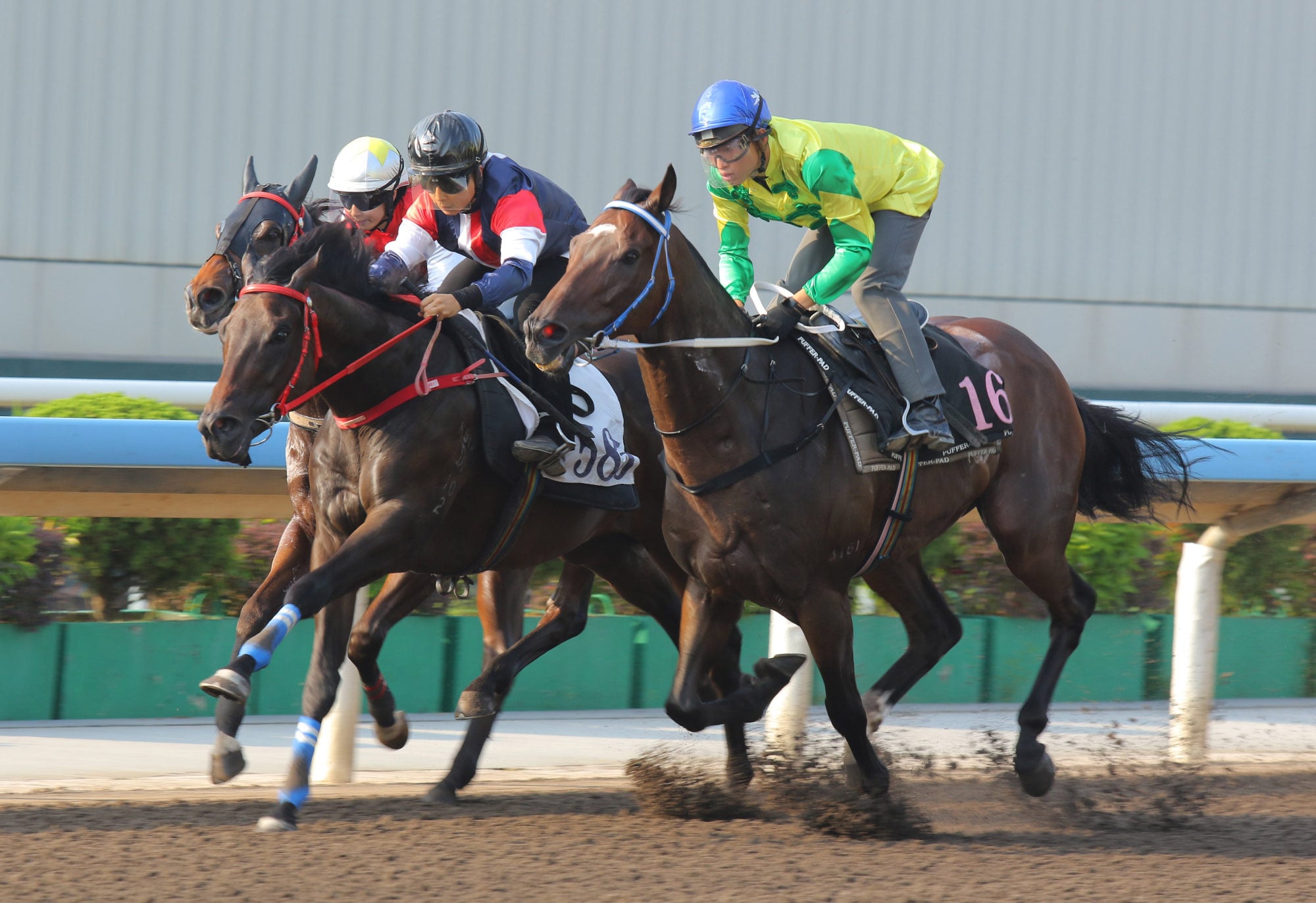 Salon S (black cap) trials at Sha Tin two weeks ago. Salon S (black cap) trials at Sha Tin two weeks ago.