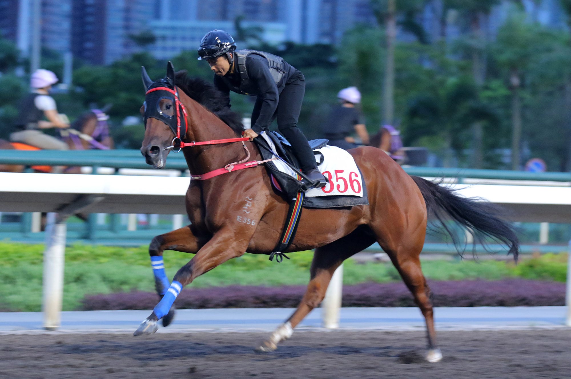 Lucky With You gallops at Sha Tin earlier this month. Lucky With You gallops at Sha Tin earlier this month.