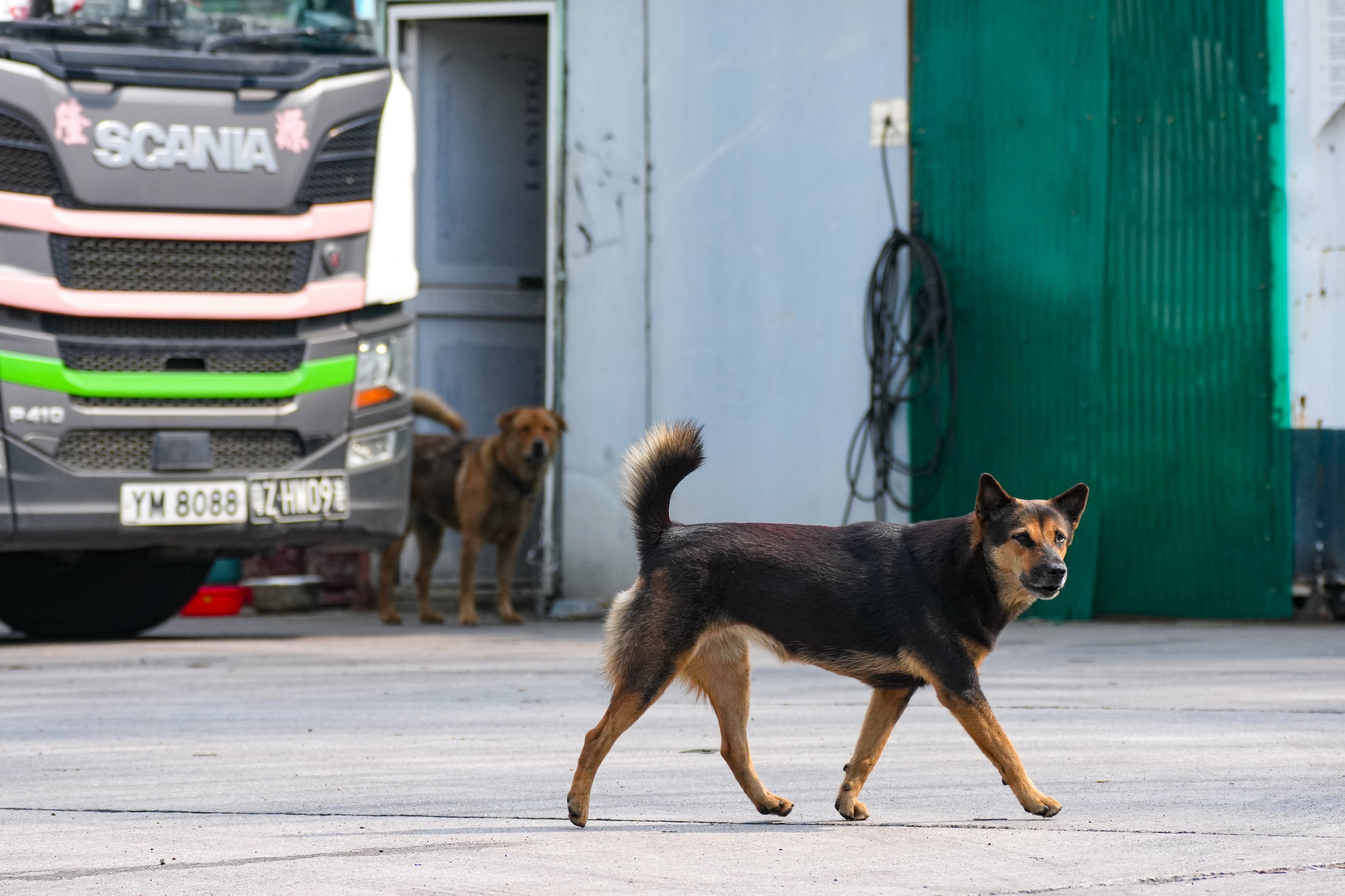 Dogs living in outdoor storage yard at Pok Wai area in Yuen Long, where a 27-year-old female cyclist found dead approximately 150 metres away in a suspected dog attack on 20 September 2026. 21SEP26 SCMP/ Kit Lai