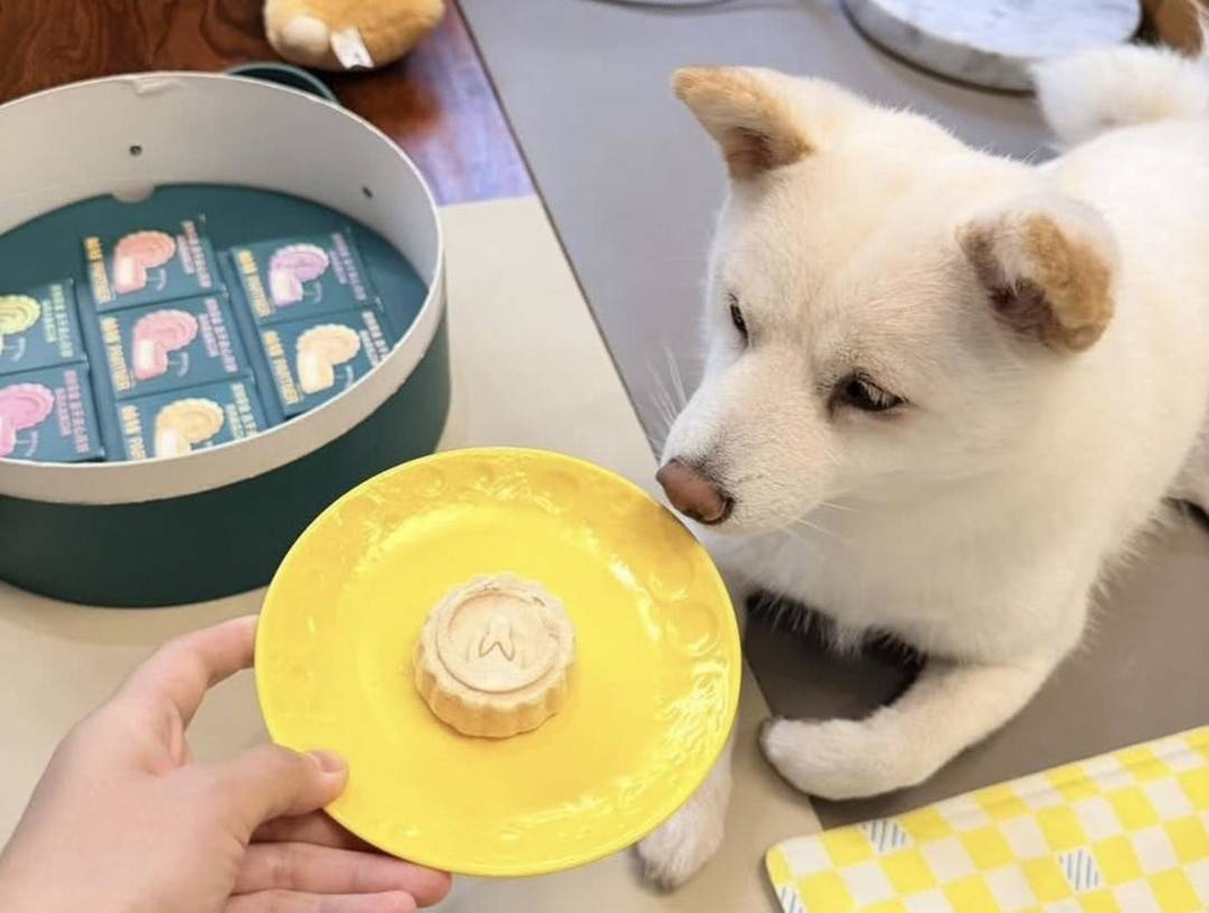 Dog mooncakes have become a popular new trend ahead of this year’s Mid-Autumn Festival in China. Photo: Handout