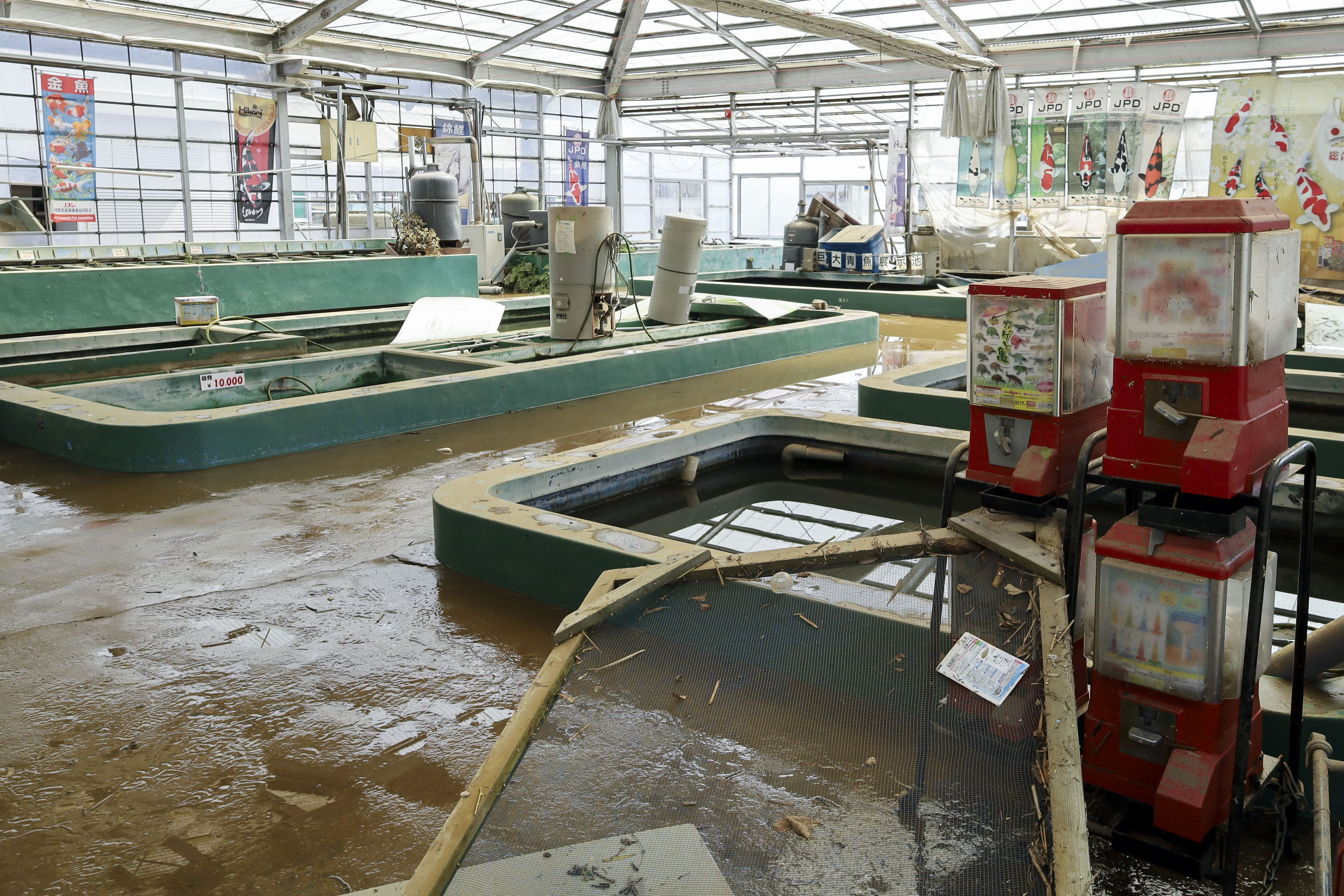 Flood damage is seen inside Tani Fish Farm in Narita, Chiba prefecture on Friday. Photo: Kyodo
