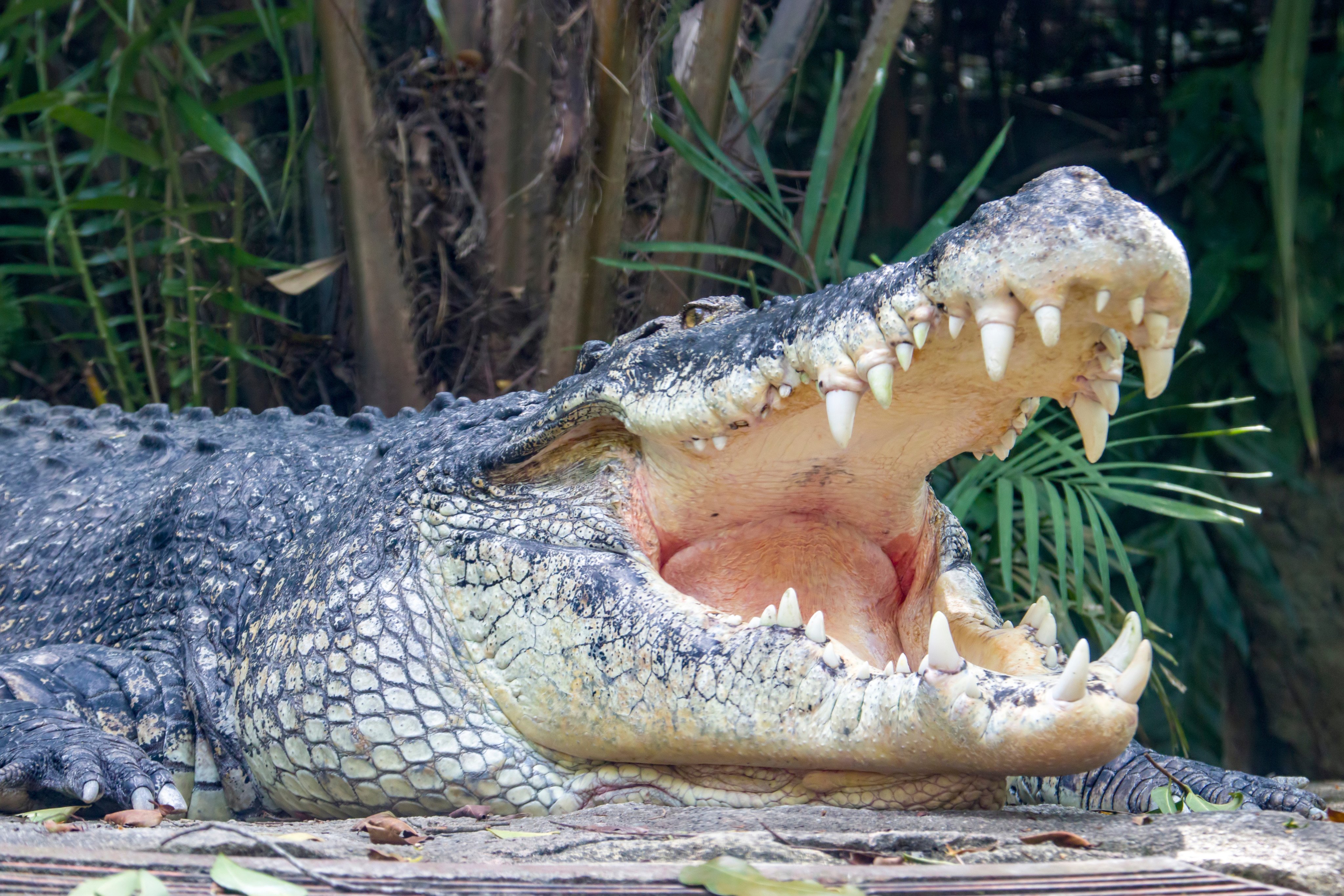 A saltwater crocodile, which can be found in regions including India’s east coast, Southeast Asia and Australia. Photo: Shutterstock