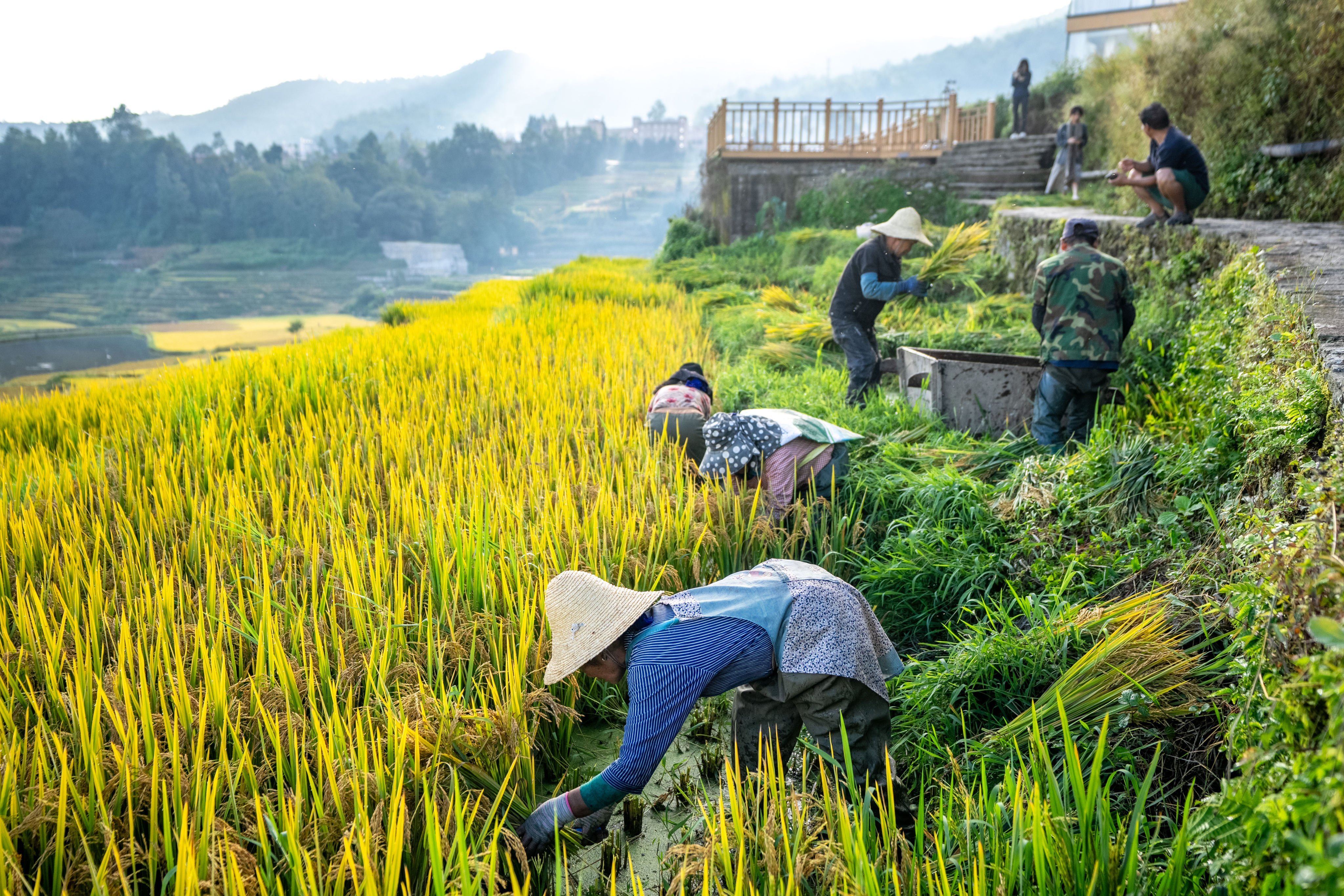 Villagers harvest rice in southwest China’s Yunnan province. Photo: Xinhua