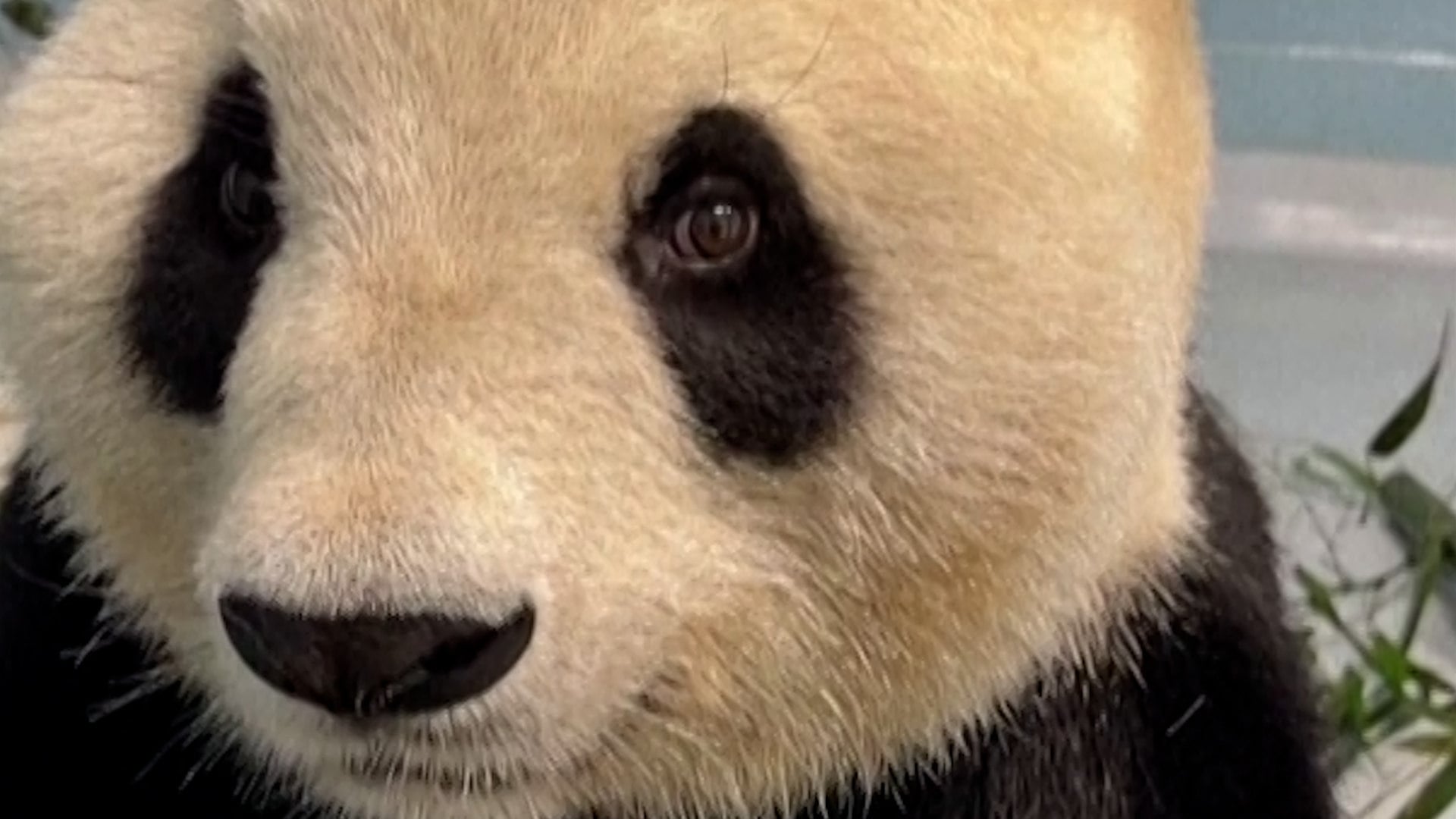 Images released by Zoo Atlanta show female panda Fu Shuang eating bamboo in her new habitat