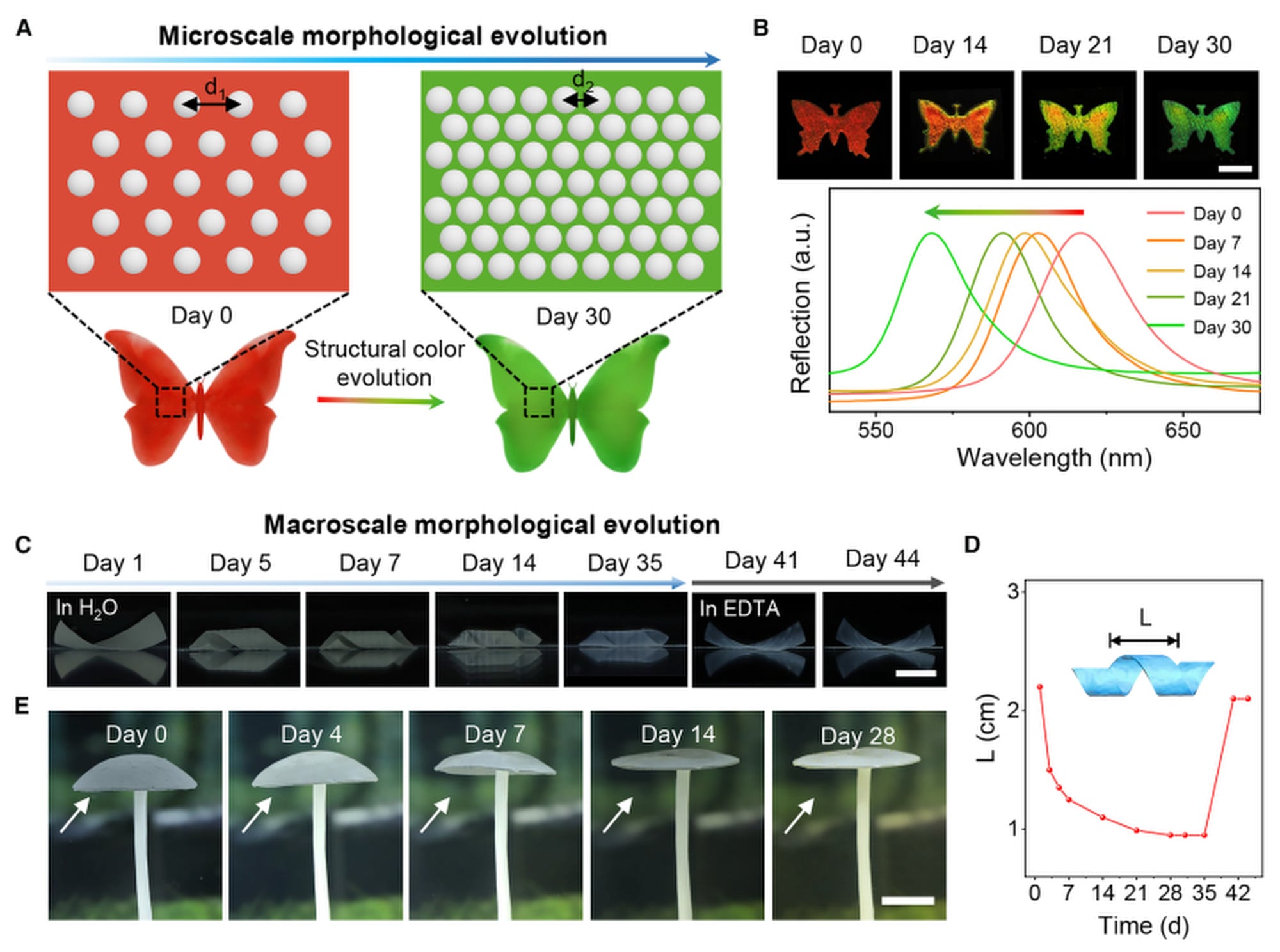 Multiscale morphological evolution. Image: Handout