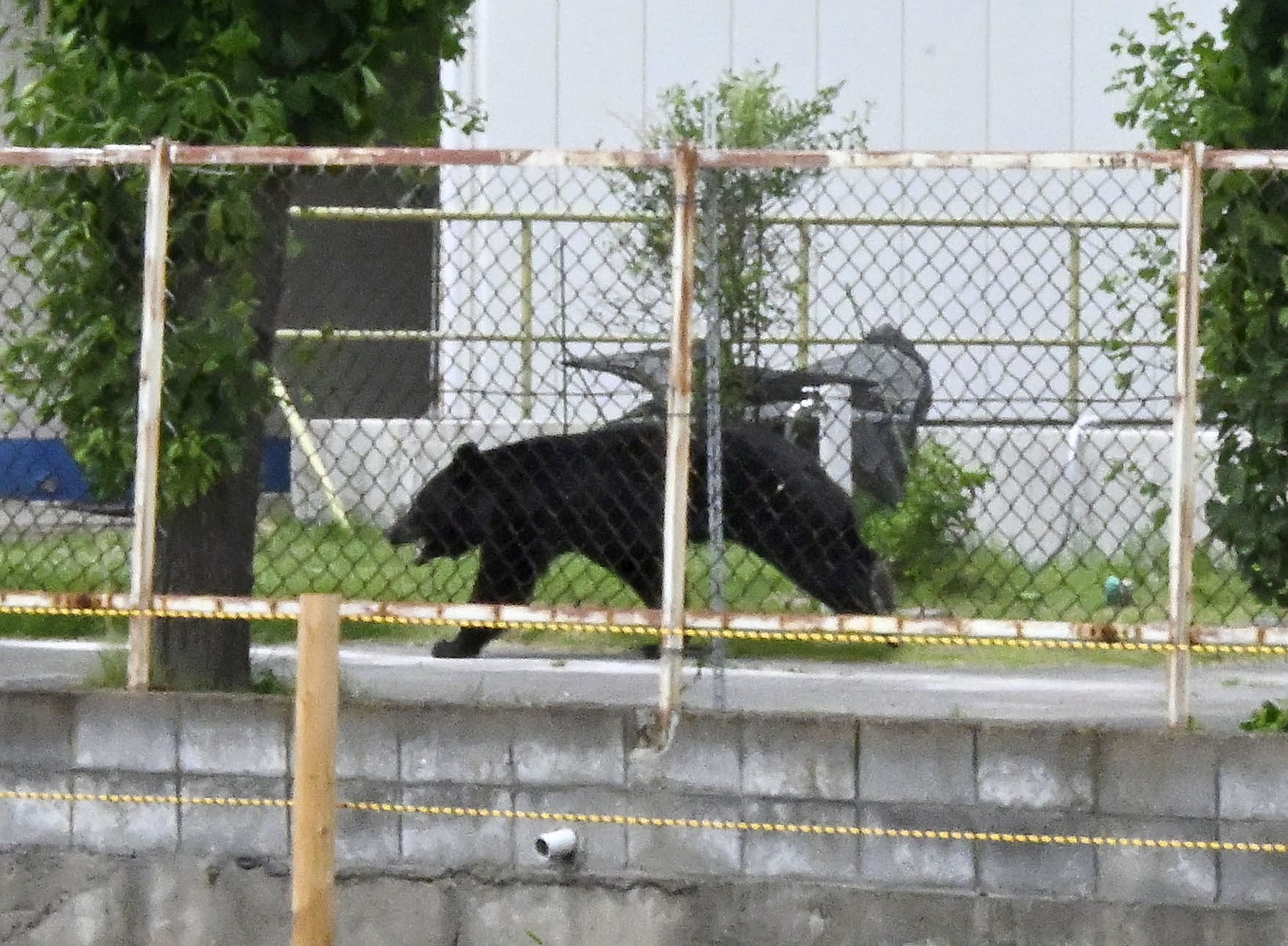 A bear walks on the premises of an office in Fukushima, Japan, in June. Photo: Kyodo/ AP