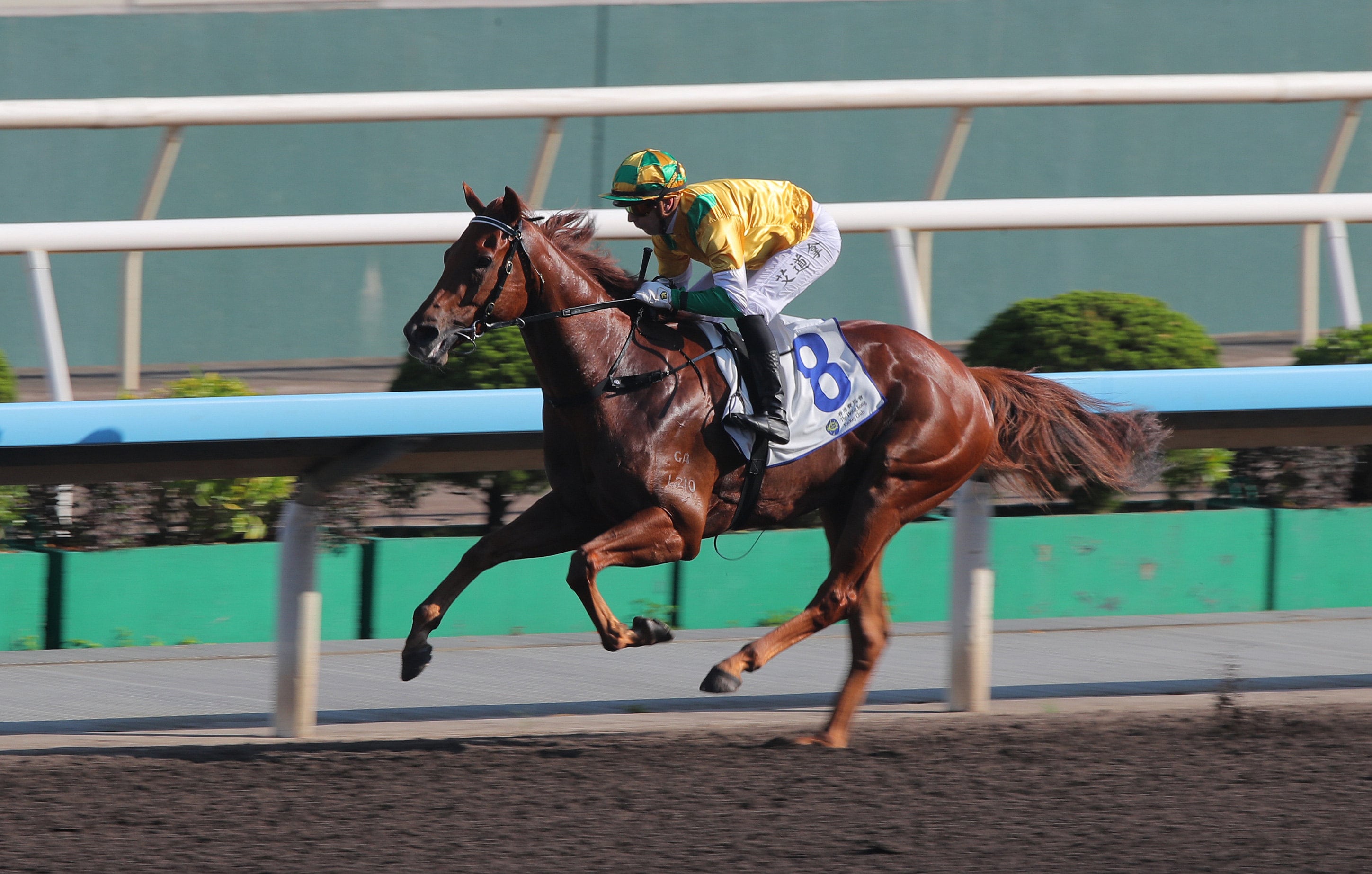 Bustling City hoses up at Sha Tin last month. Photos: Kenneth Chan