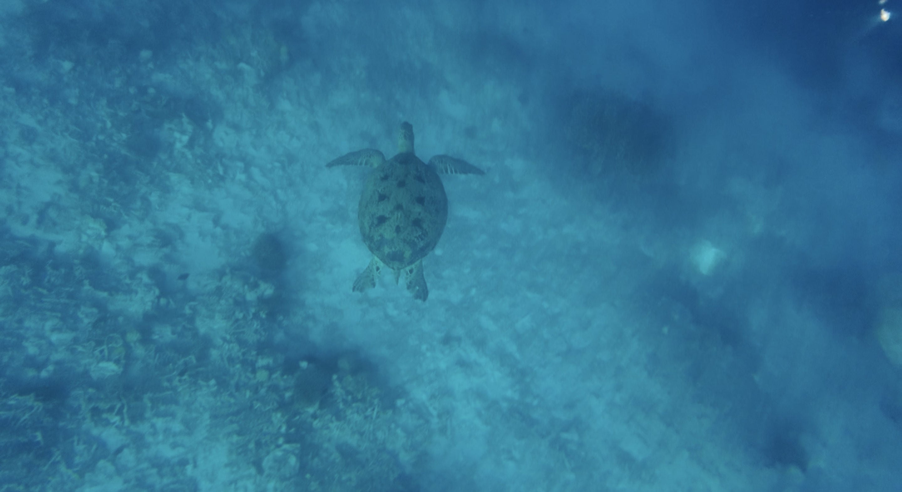 A green turtle swimming in the Celebes Sea. Photo: Ushar Daniele