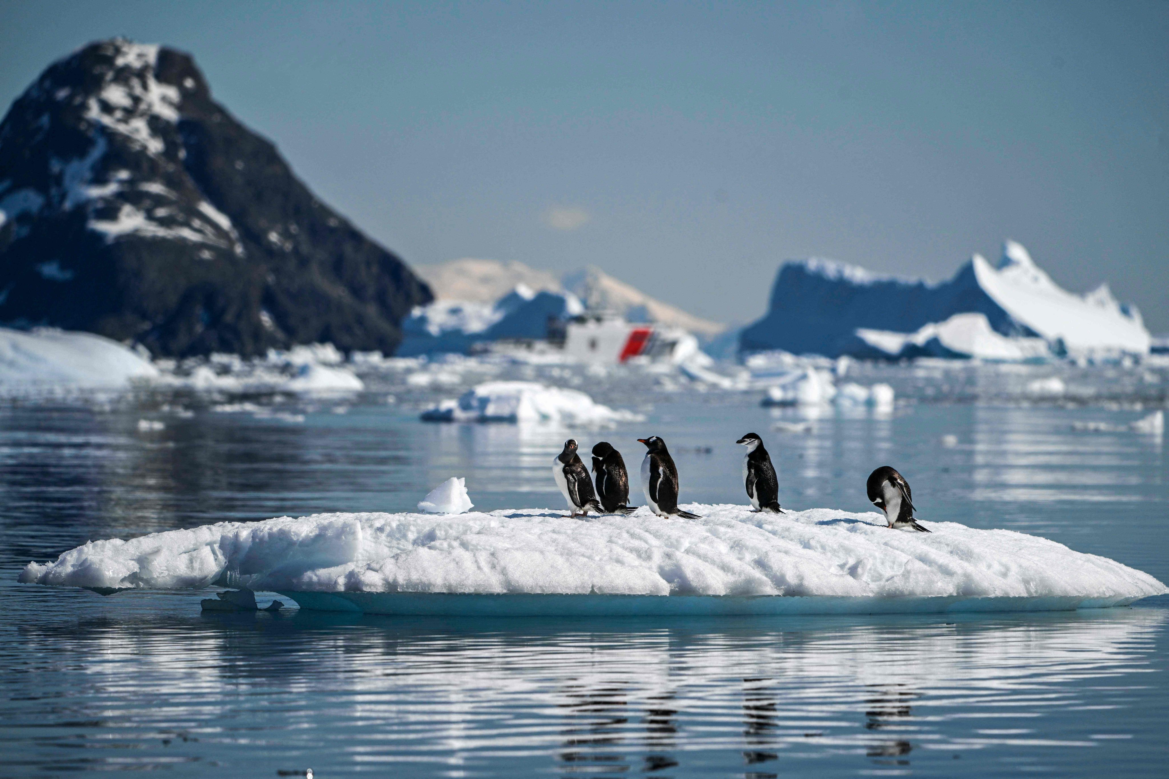 View of chinstrap (Pygoscelis antarcticus) penguins at the Gerlache Strait which separates the Palmer Archipelago from the Antarctic Peninsula. Photo: AFP