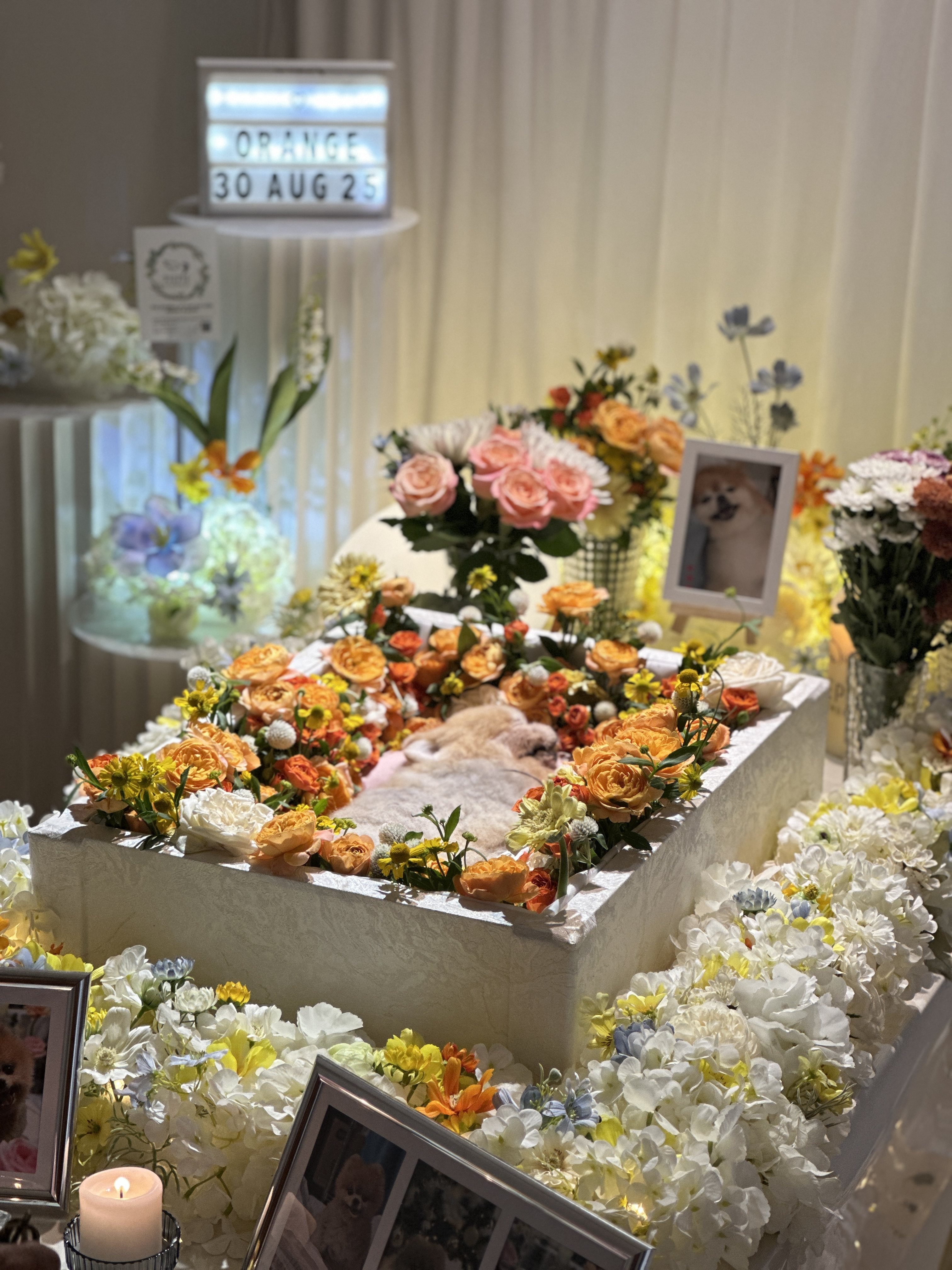 PiePie Pet Memorial offers follow-up support for owners struggling to cope with the loss of their pets. Photo: PiePie Pet Memorial