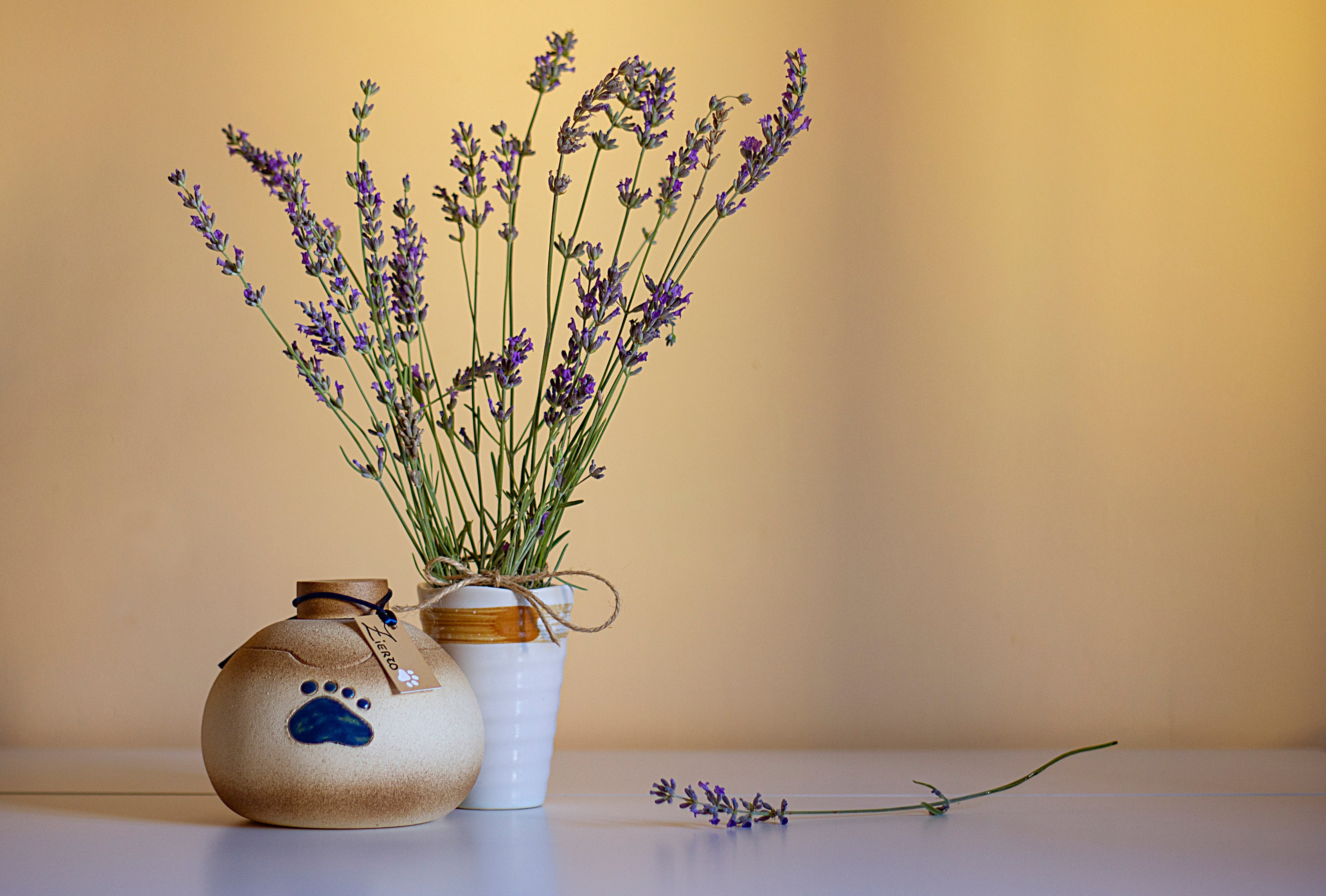 An urn containing the ashes of a cremated dog. What is lost when a pet dies is often more than just an animal. Photo: Getty Images