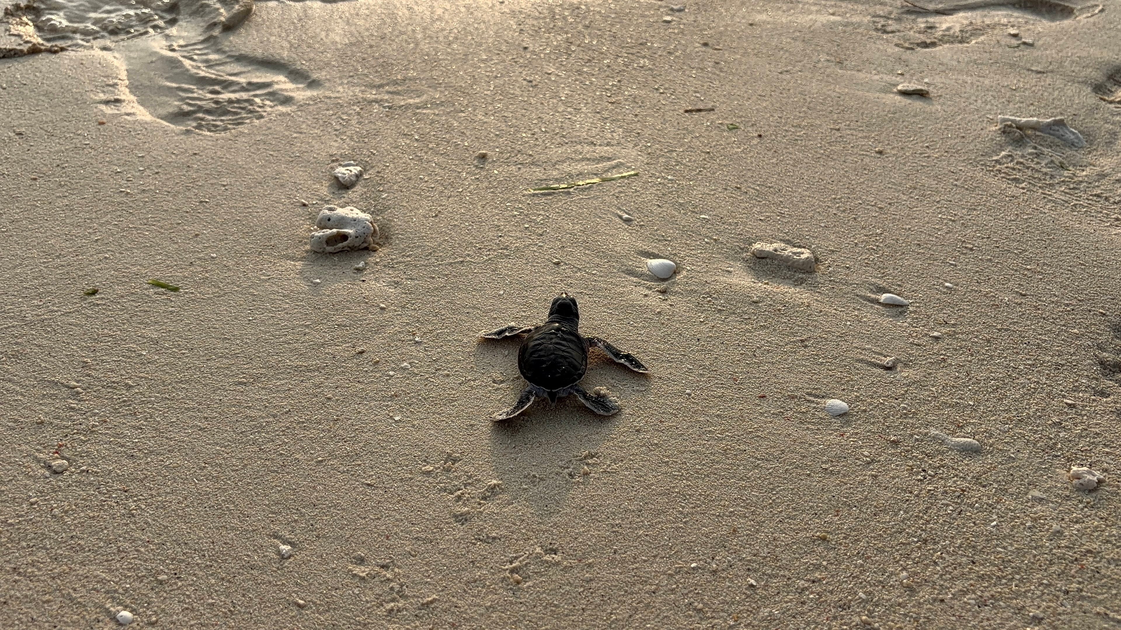 A green turtle hatchling rushes towards the sea. Photo: Ushar Daniele