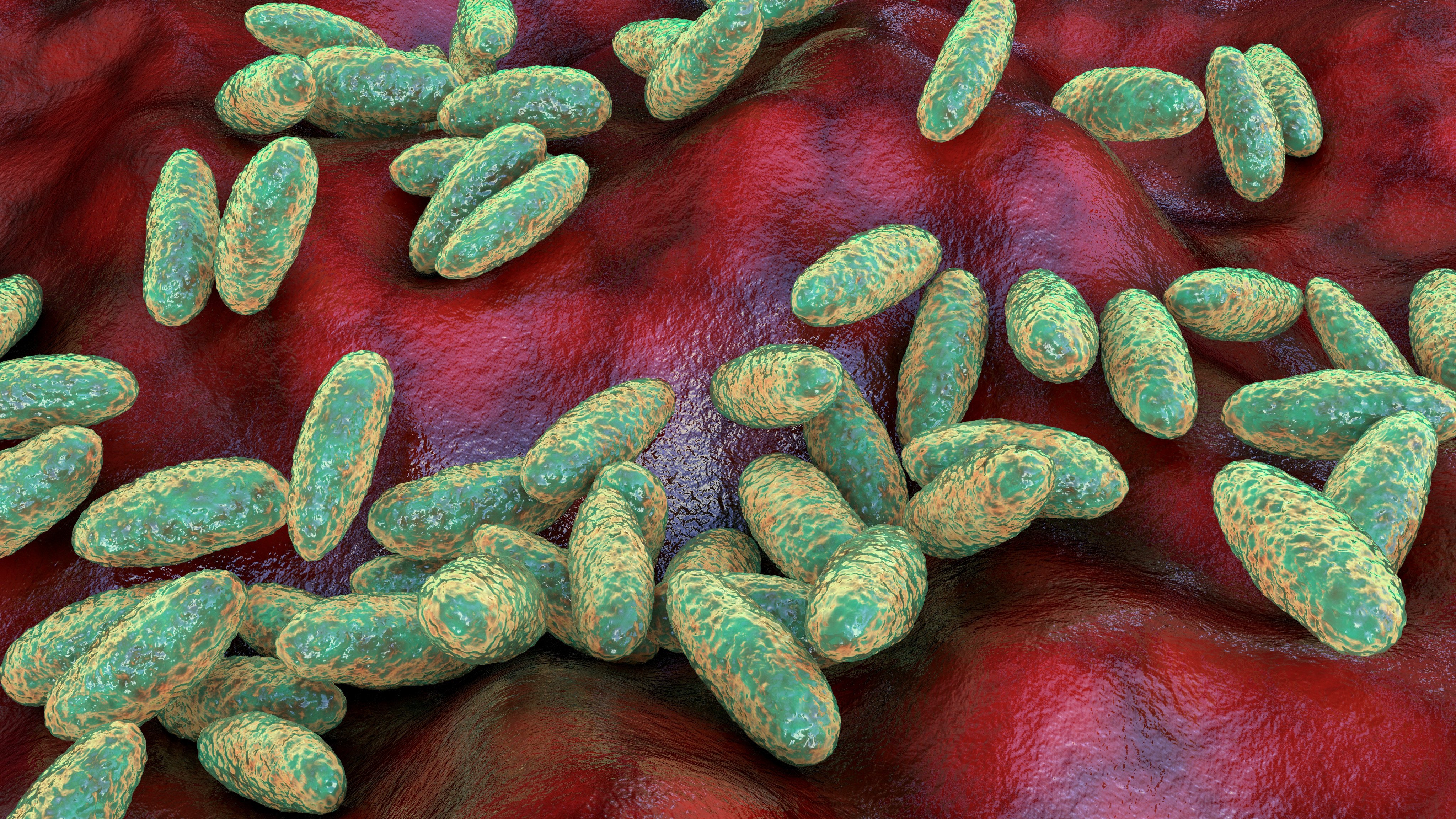An illustration of Yersinia pestis, the bacterium that causes plague. Photo: Shutterstock