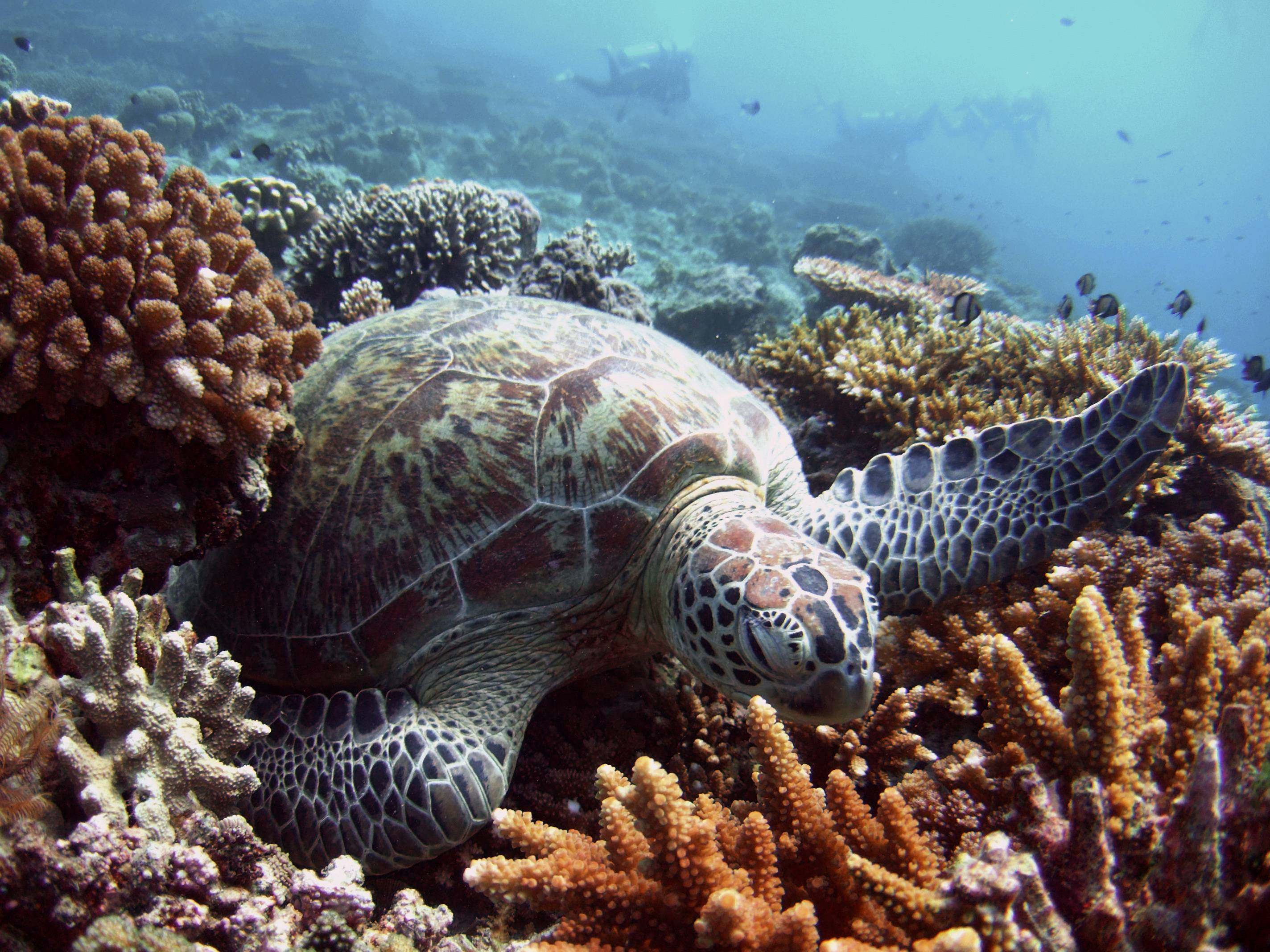 A green turtle lies on a bed of corals off the Malaysian island of Sipadan in the Celebes Sea. Photo: Reuters