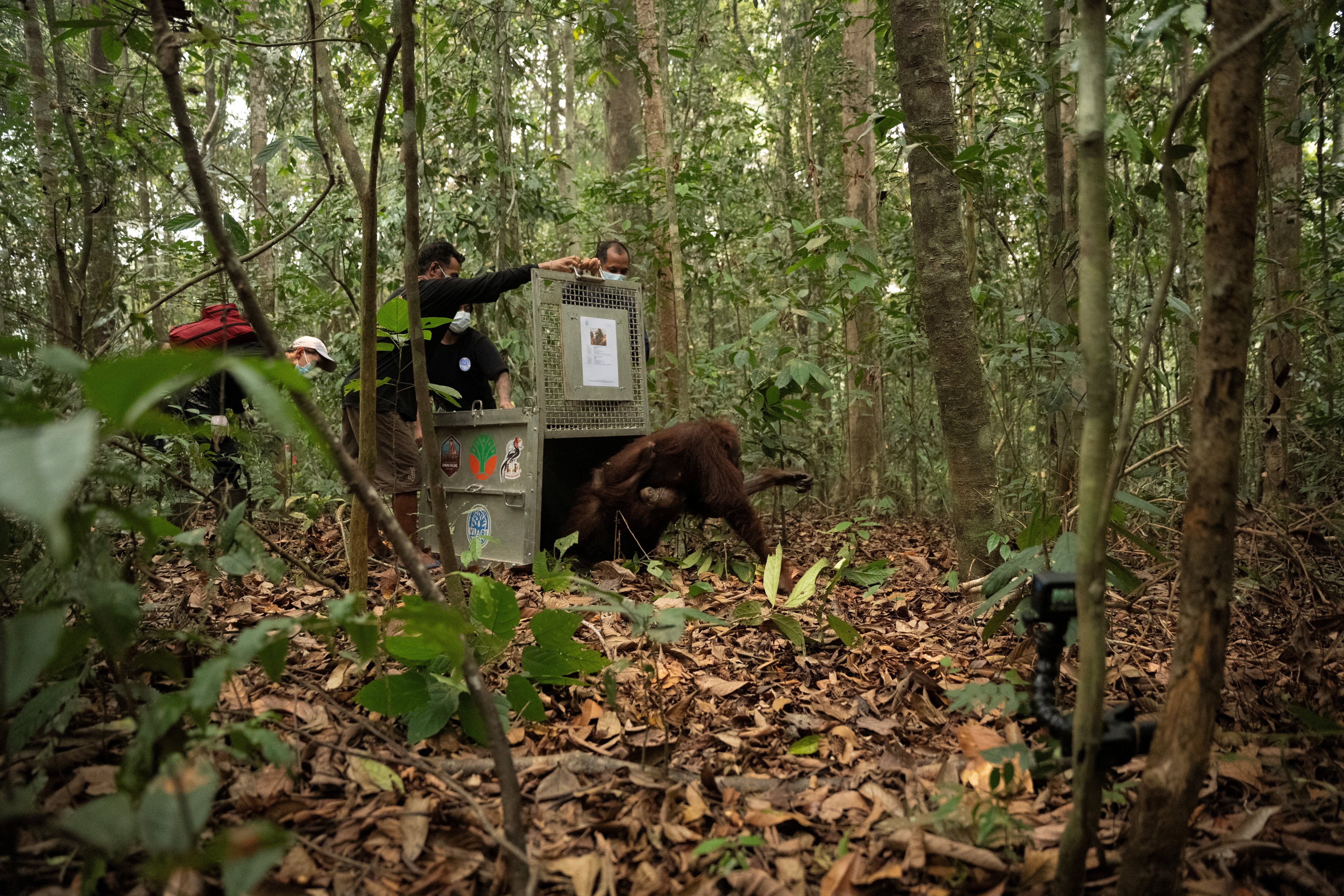 Orangutans named Mama Novi and its baby Novi leave a cage as they are translocated to Batu Nyambu protected forest area in Indonesia on Friday. Photo: YIARI/Reuters