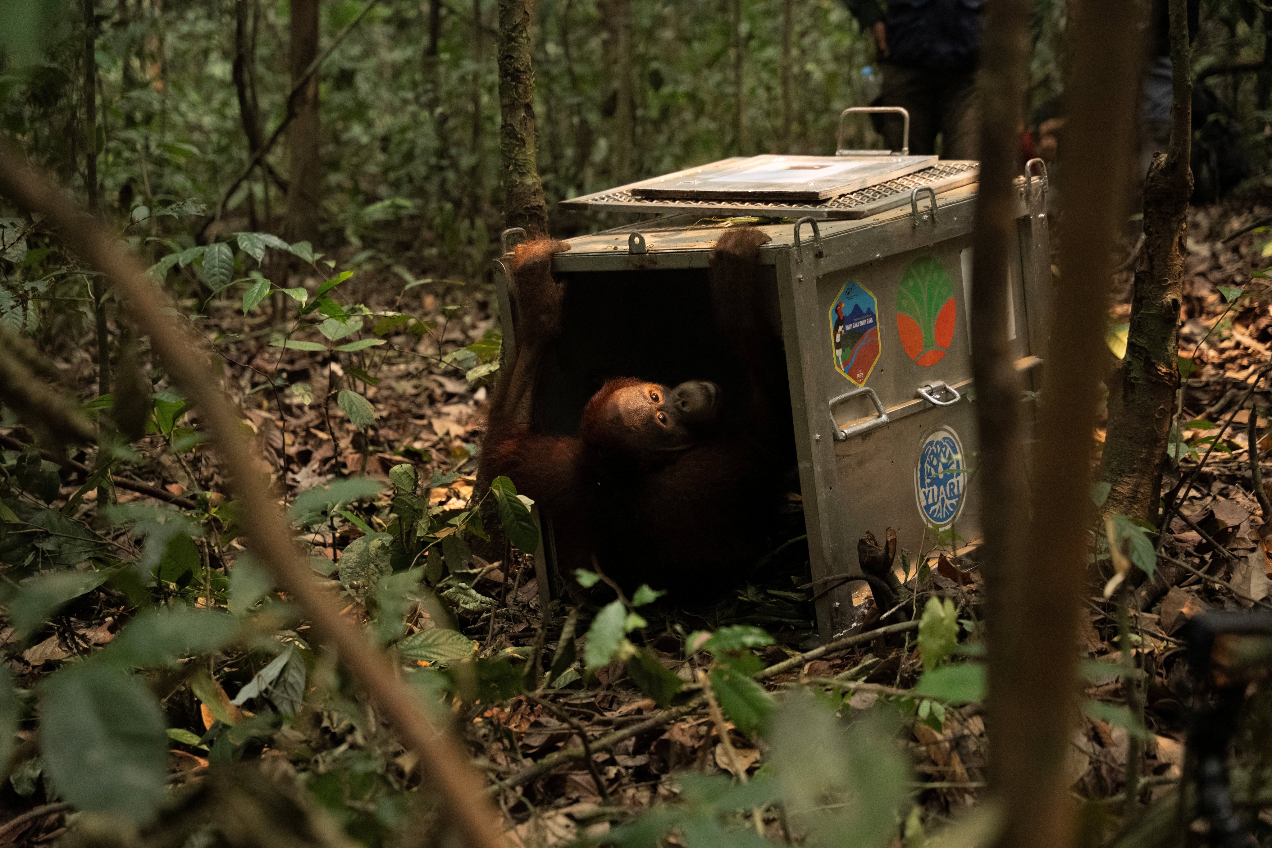 A Borneo orangutan named Novan who was rescued from an area affected by wildfires looks on from a cage during translocation at Batu Nyambu protected forest area in Ketapang regency, West Kalimantan province, Indonesia, on Friday. Photo: YIARI/Reuters