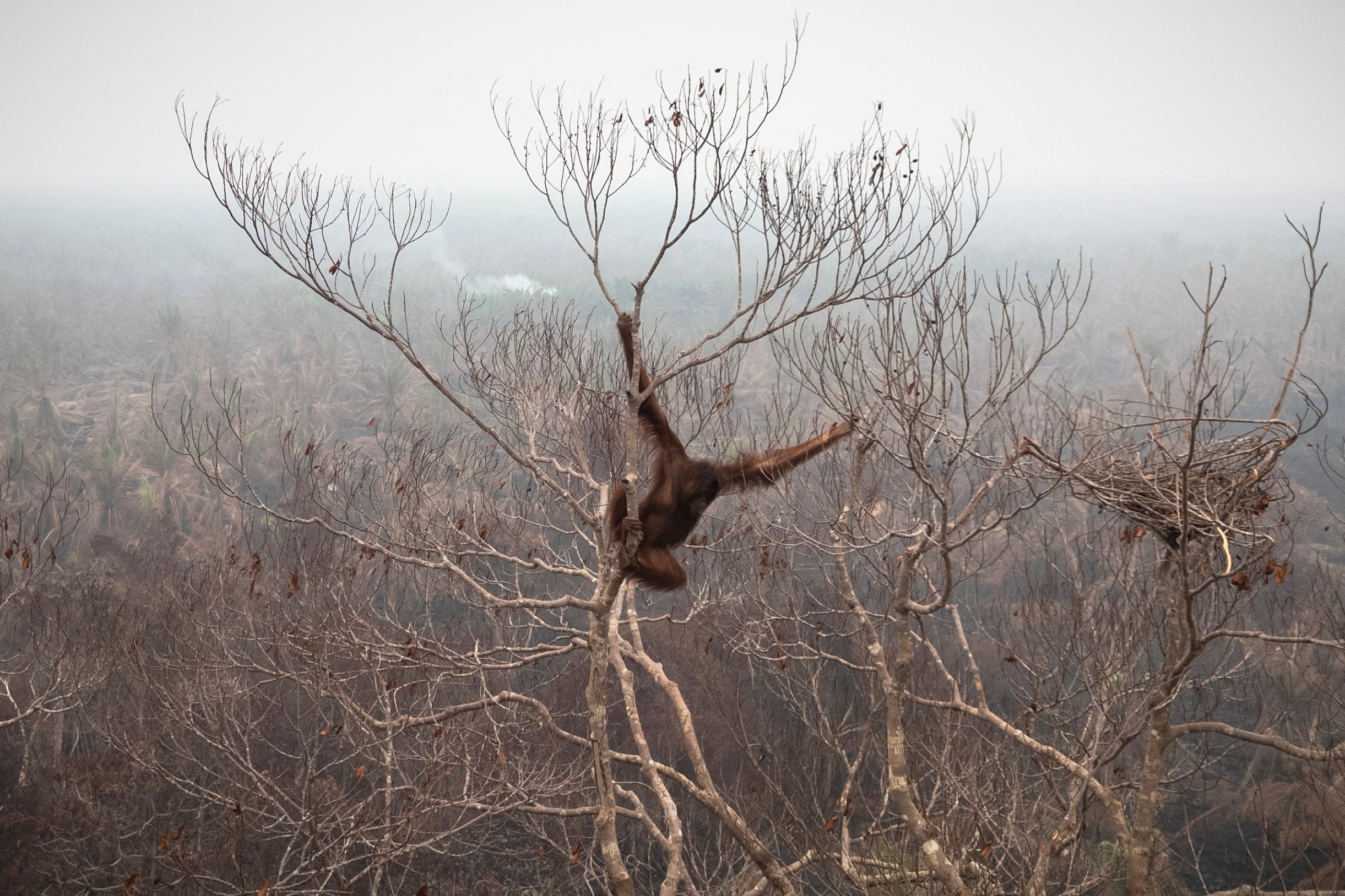 An orangutan hangs from a tree inside the concession area of a palm-oil plantation affected by wildfires before being rescued in Ketapang regency, West Kalimantan province, Indonesia, on September 30. Photo: Reuters