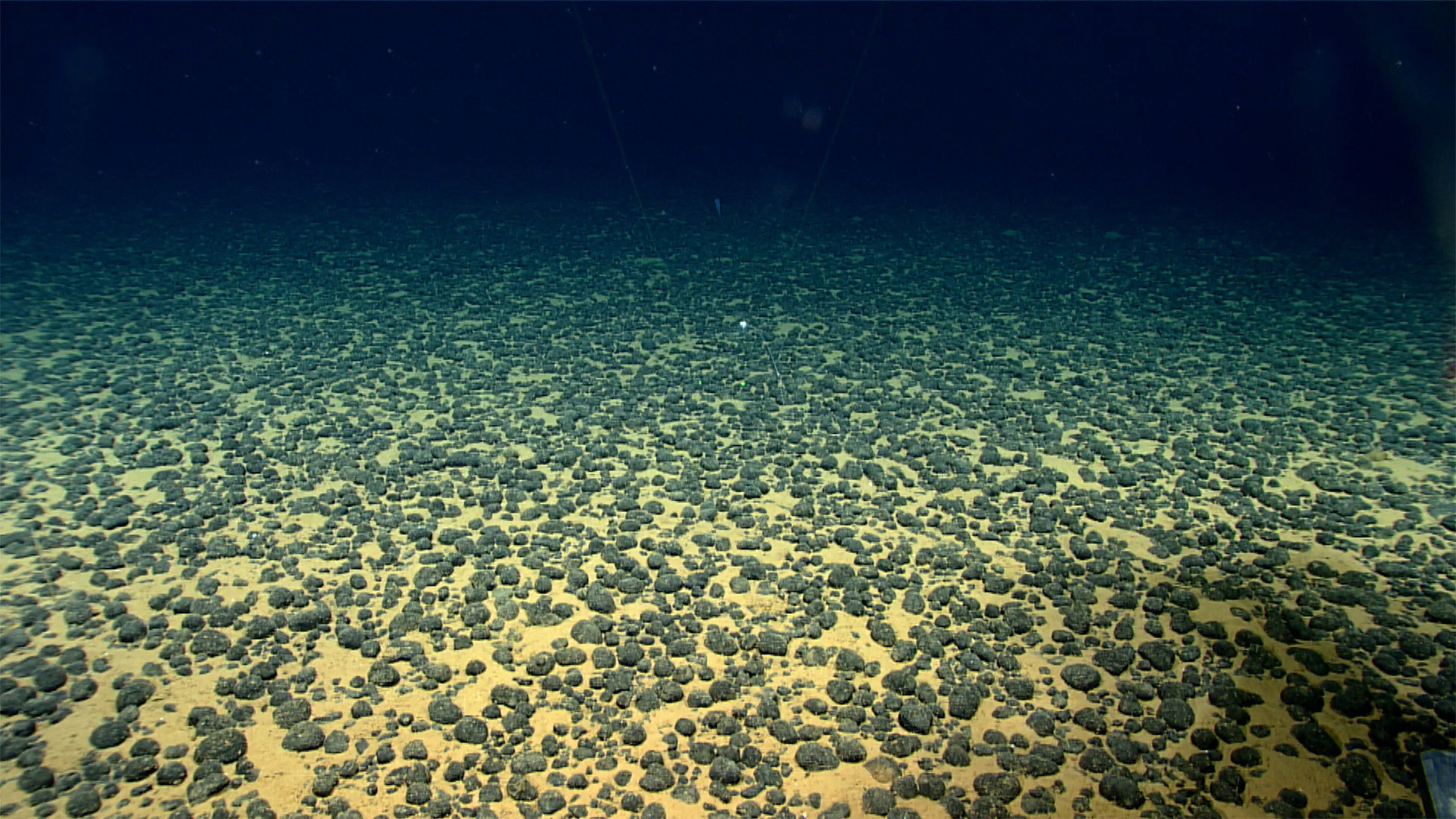 The viruses in the Clarion-Clipperton zone are likely to have unique characteristics that reflect the unusual environment in which they have evolved, which is rich in heavy metals while being extremely deficient in available nutrients. Photo: Handout