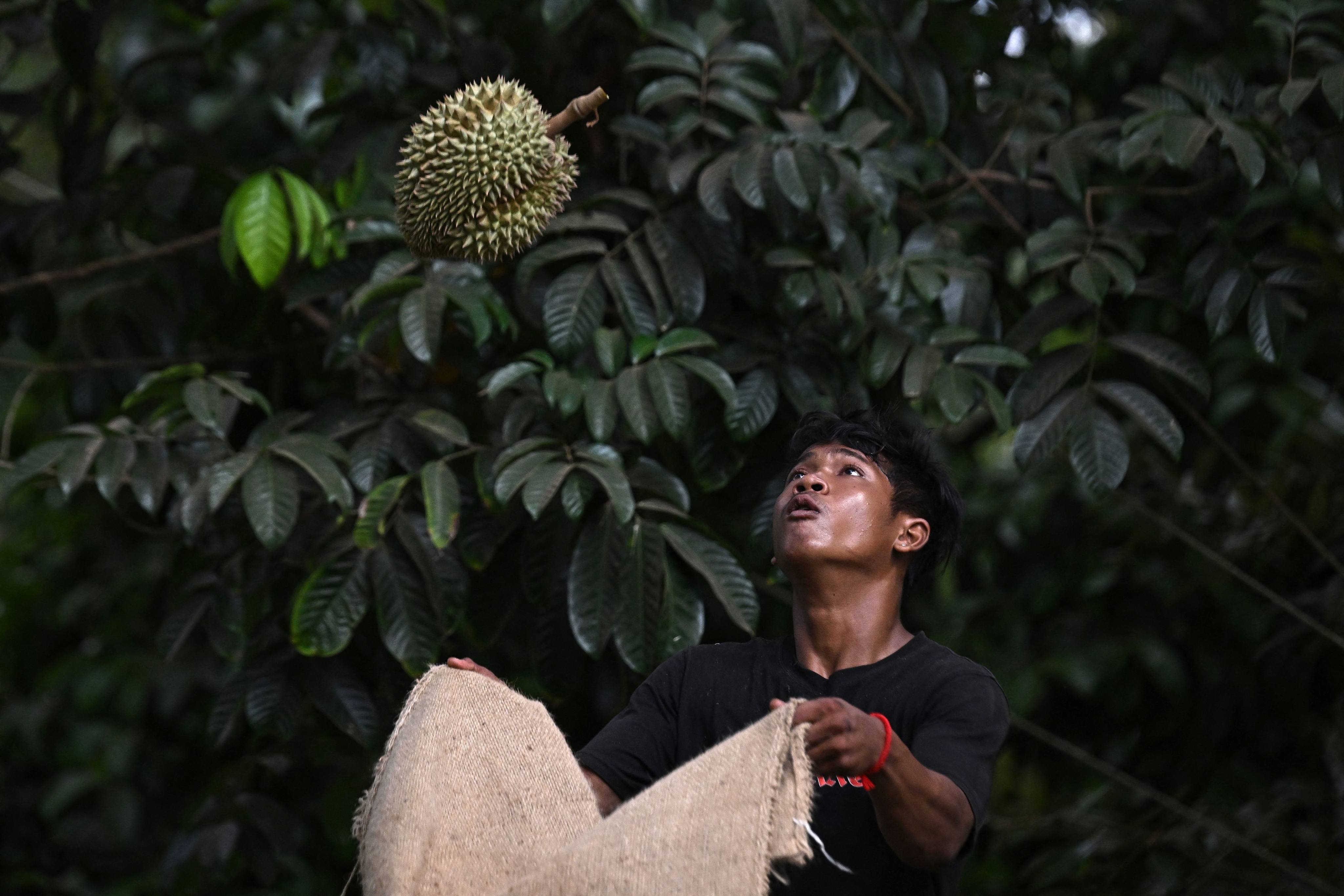 A worker catches a durian at a farm in Thailand’s eastern Chanthaburi province. Photo: AFP