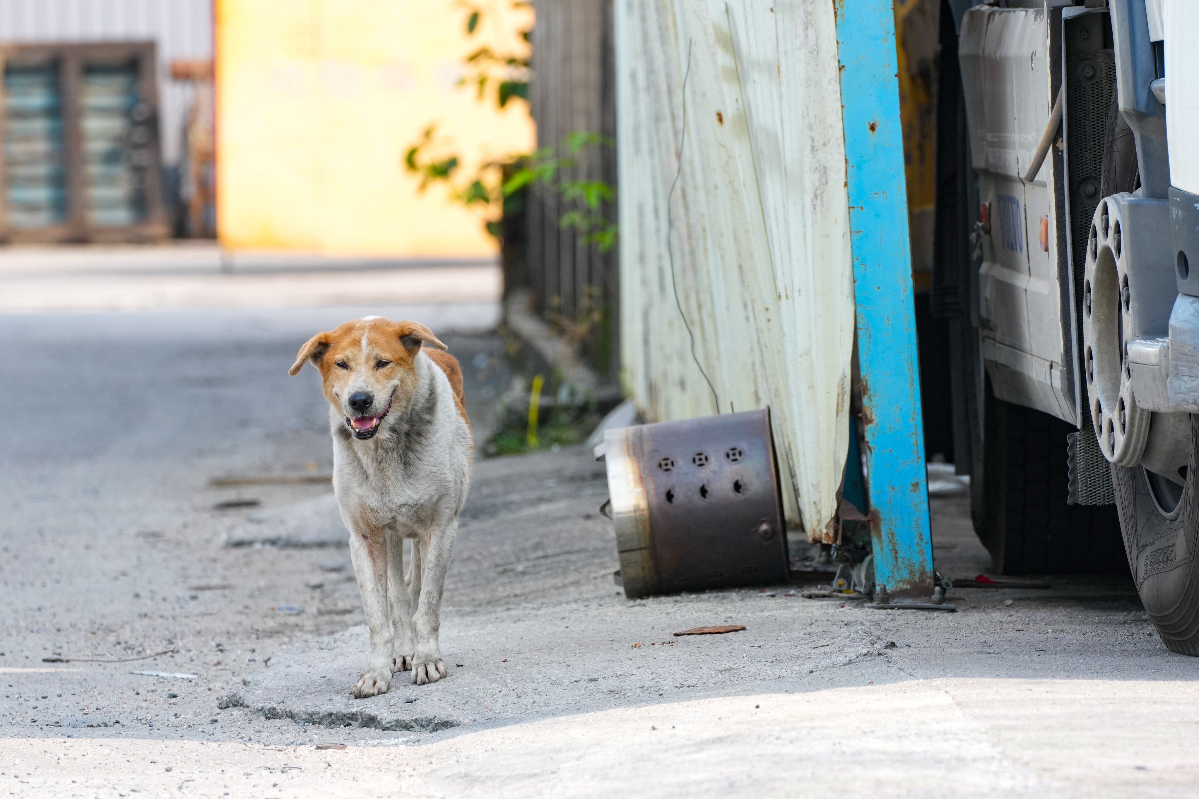 A total of 617 unattended dogs had been euthanised between 2021 and May this year. Photo: Kit Lai