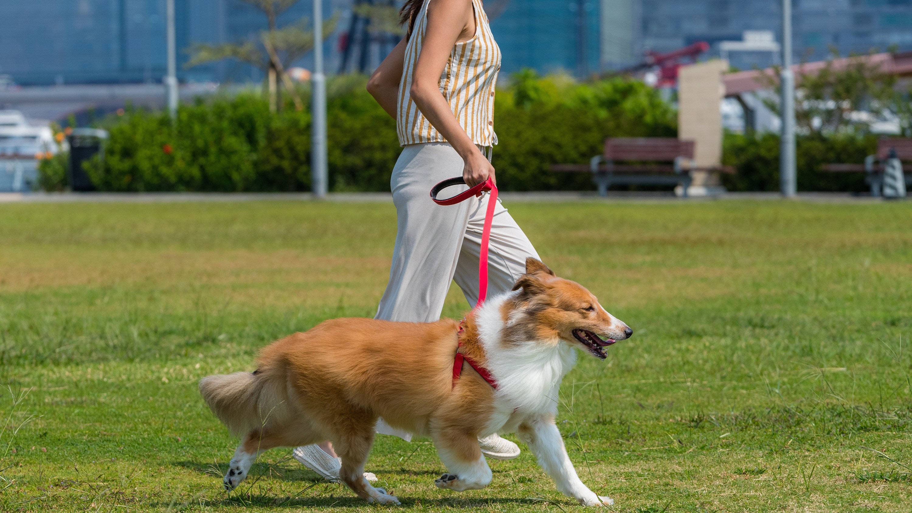 Hangzhou authorities are cracking down on daytime dog walking, strictly enforcing a 7pm to 7am curfew that has sparked massive online debate. Photo: Shutterstock
