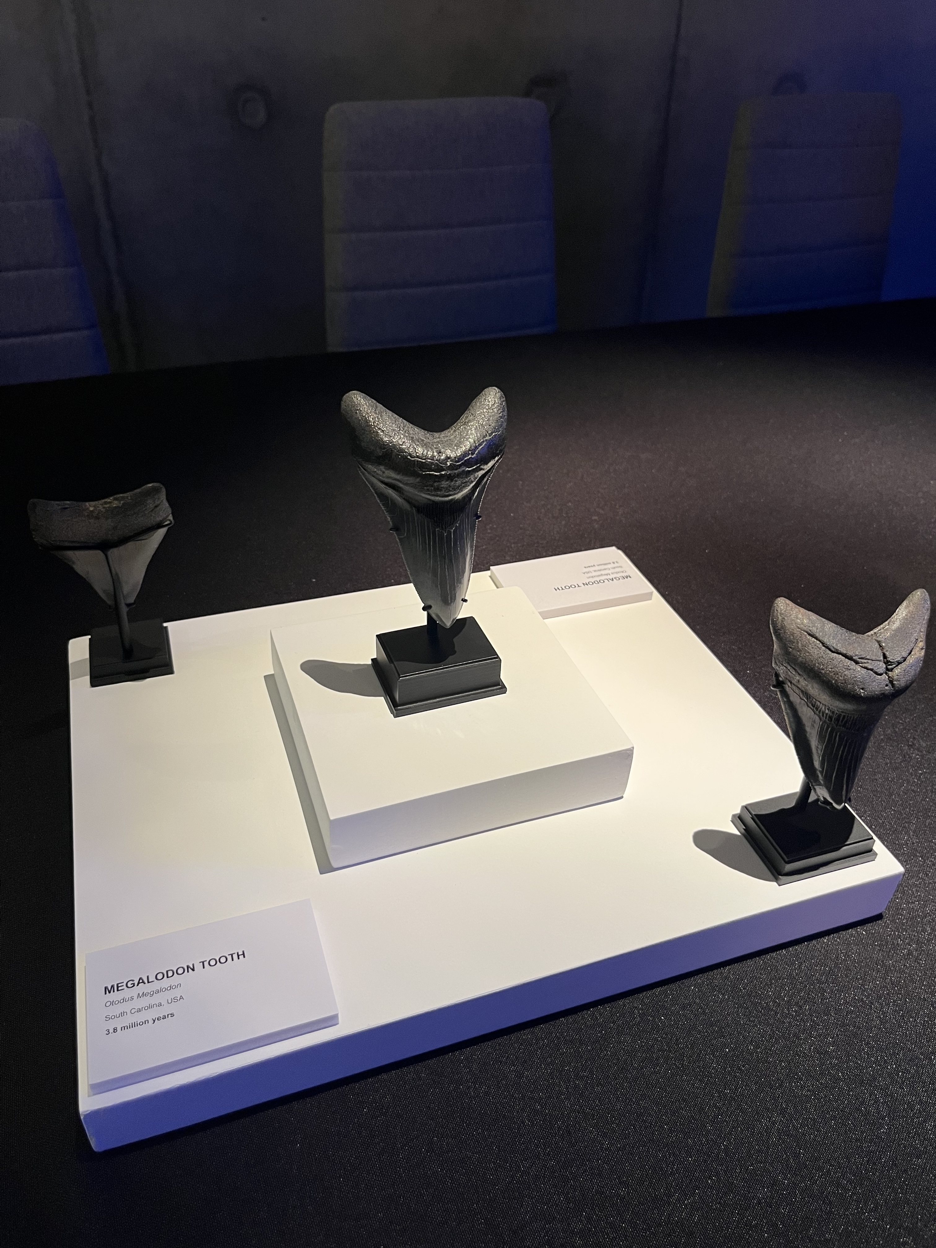 Magalodon tooth fossils from an exhibition at Fine Art Storage Services in Singapore. Photo: Jean Iau