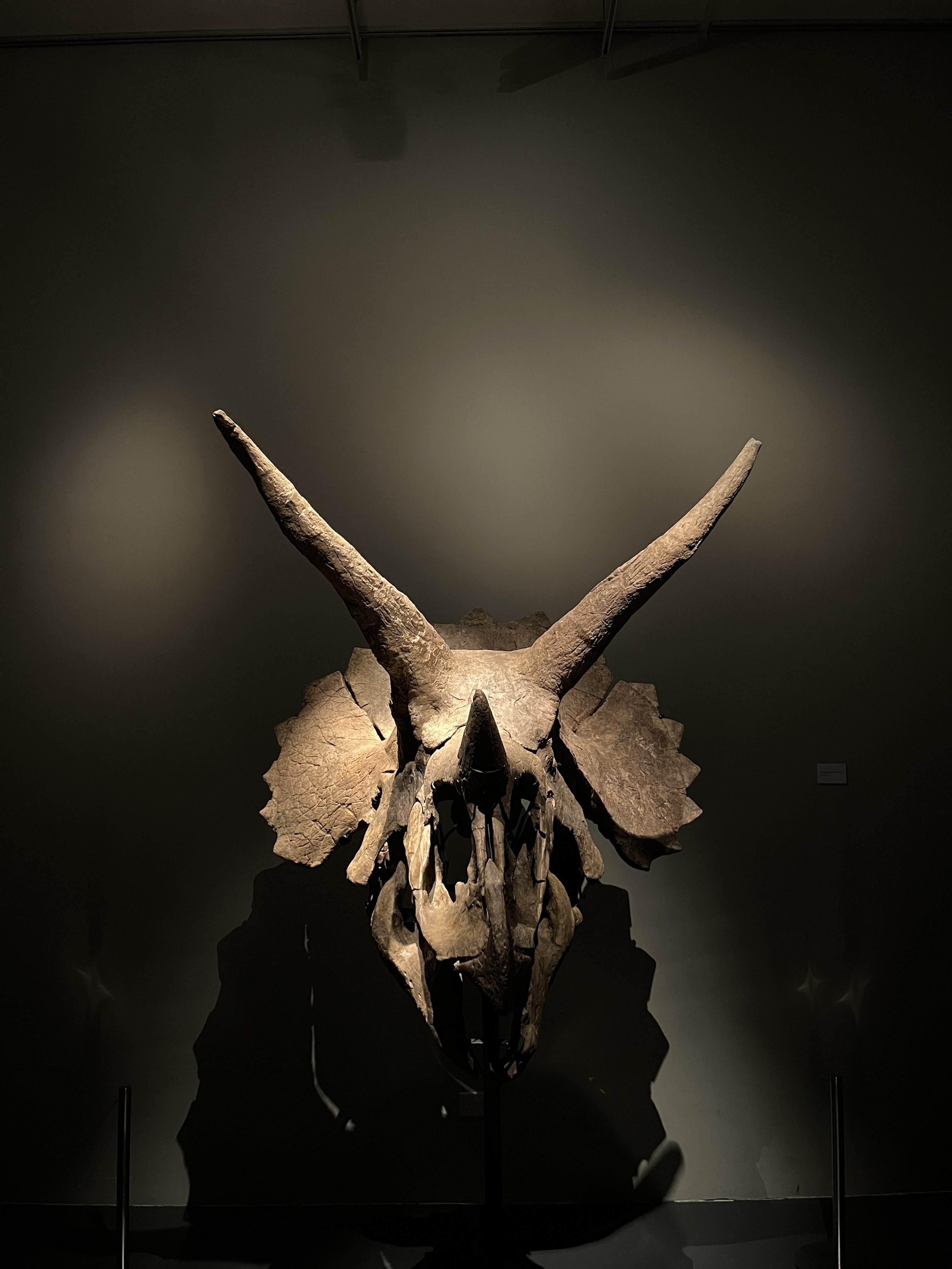 A 66 million year-old triceratops skull is displayed at Fine Art Storage Services in Singapore. Photo: Jean Iau