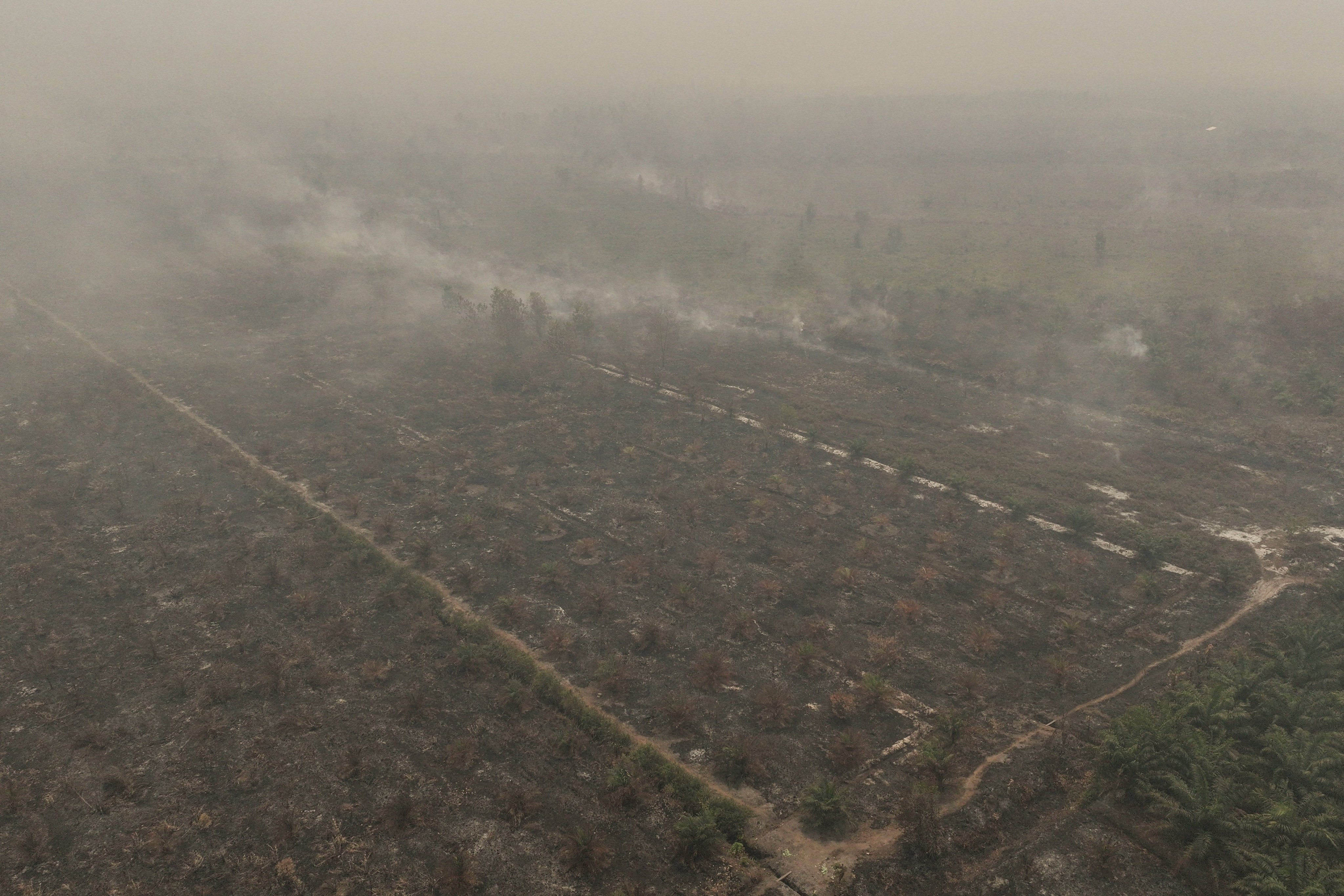 A drone view shows smoke rising from a burned palm oil plantation in an area affected by wildfires in West Kalimantan, Indonesia, on August 30. Photo: Reuters