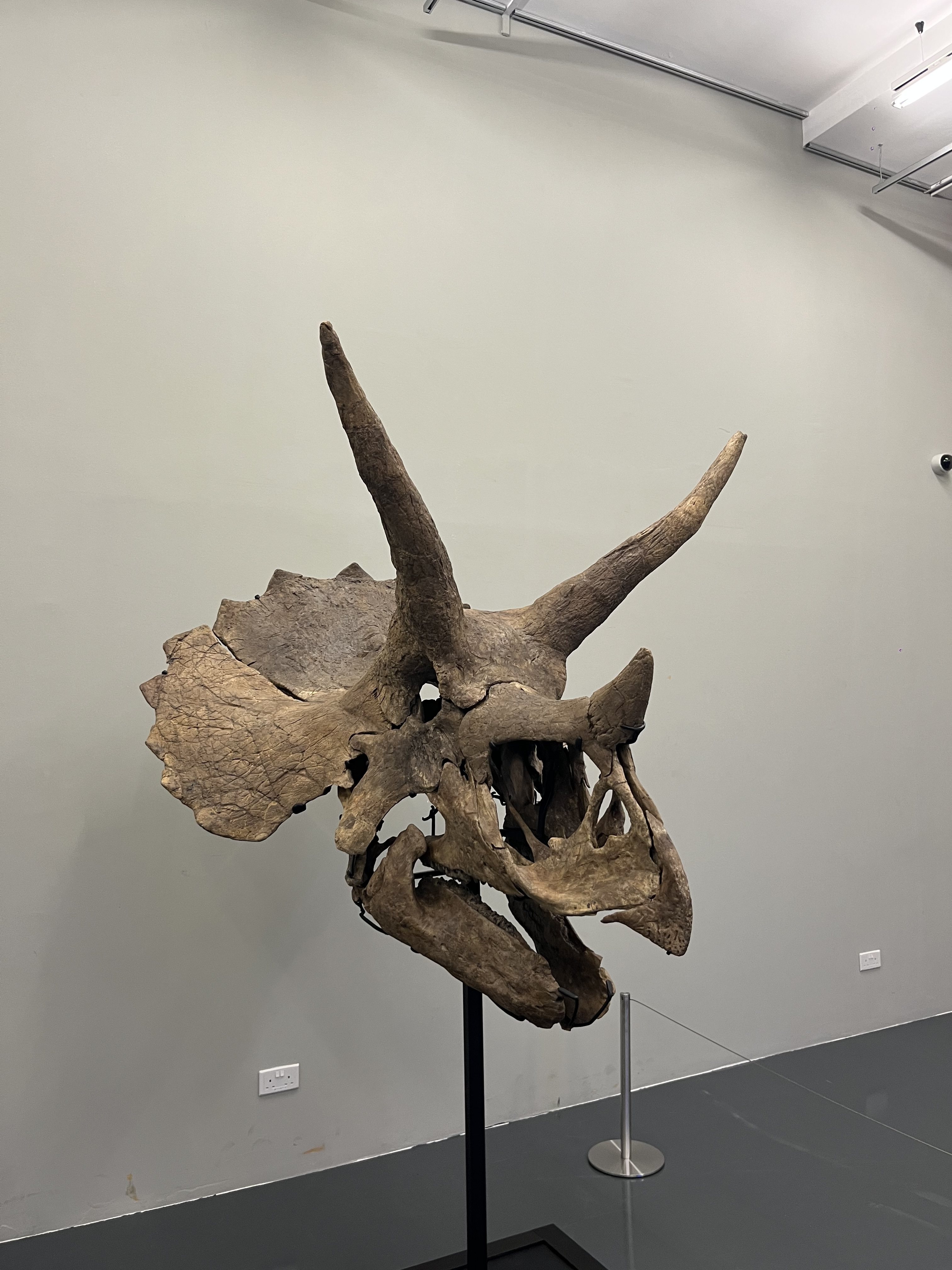 A 66 million year-old triceratops skull is displayed at Fine Art Storage Services in Singapore. Photo: Jean Iau