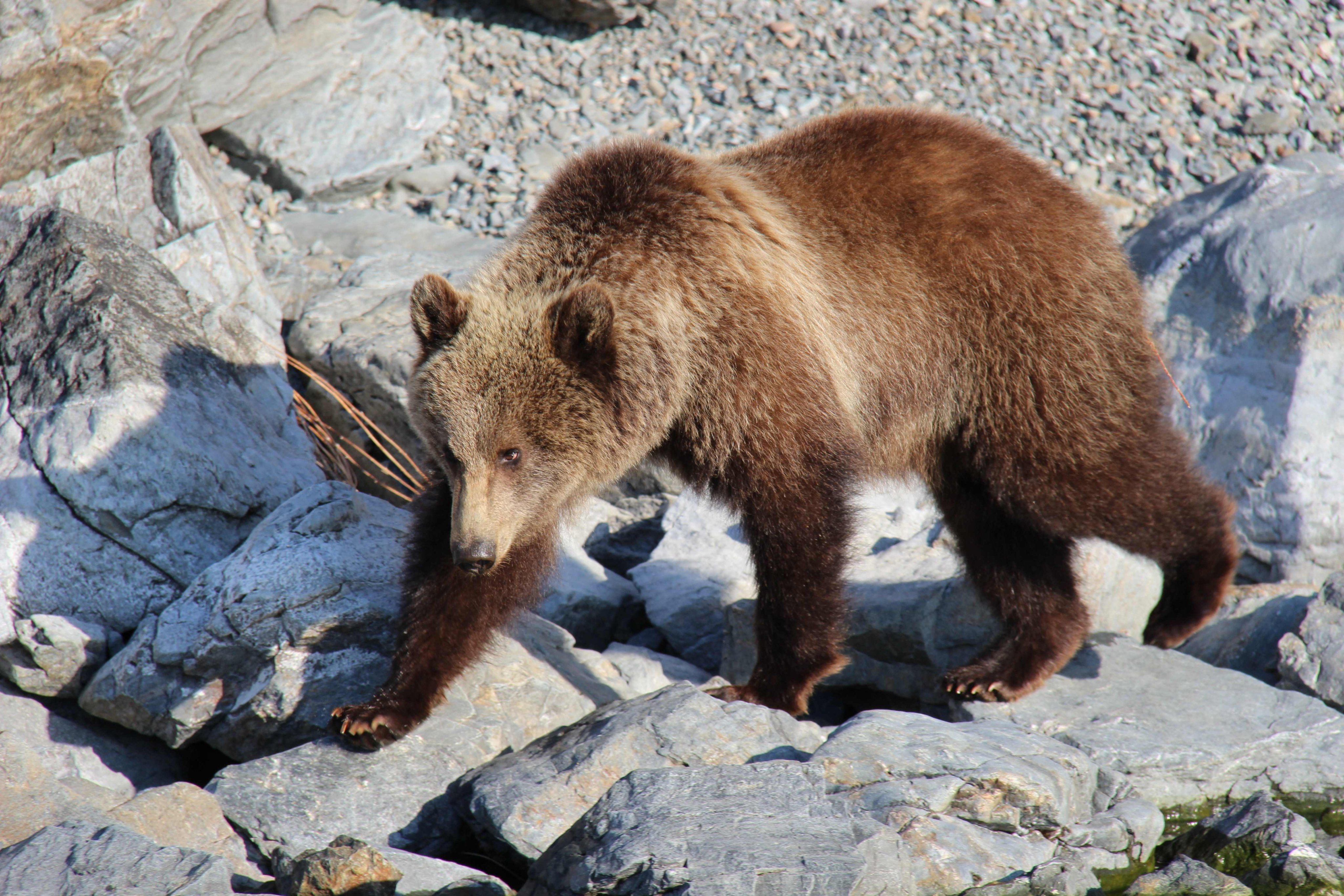 A brown bear is spotted in the Zapovednoye Pribaikalye national park in late May. Photo:Zapovednoye Pribaikalye / AFP