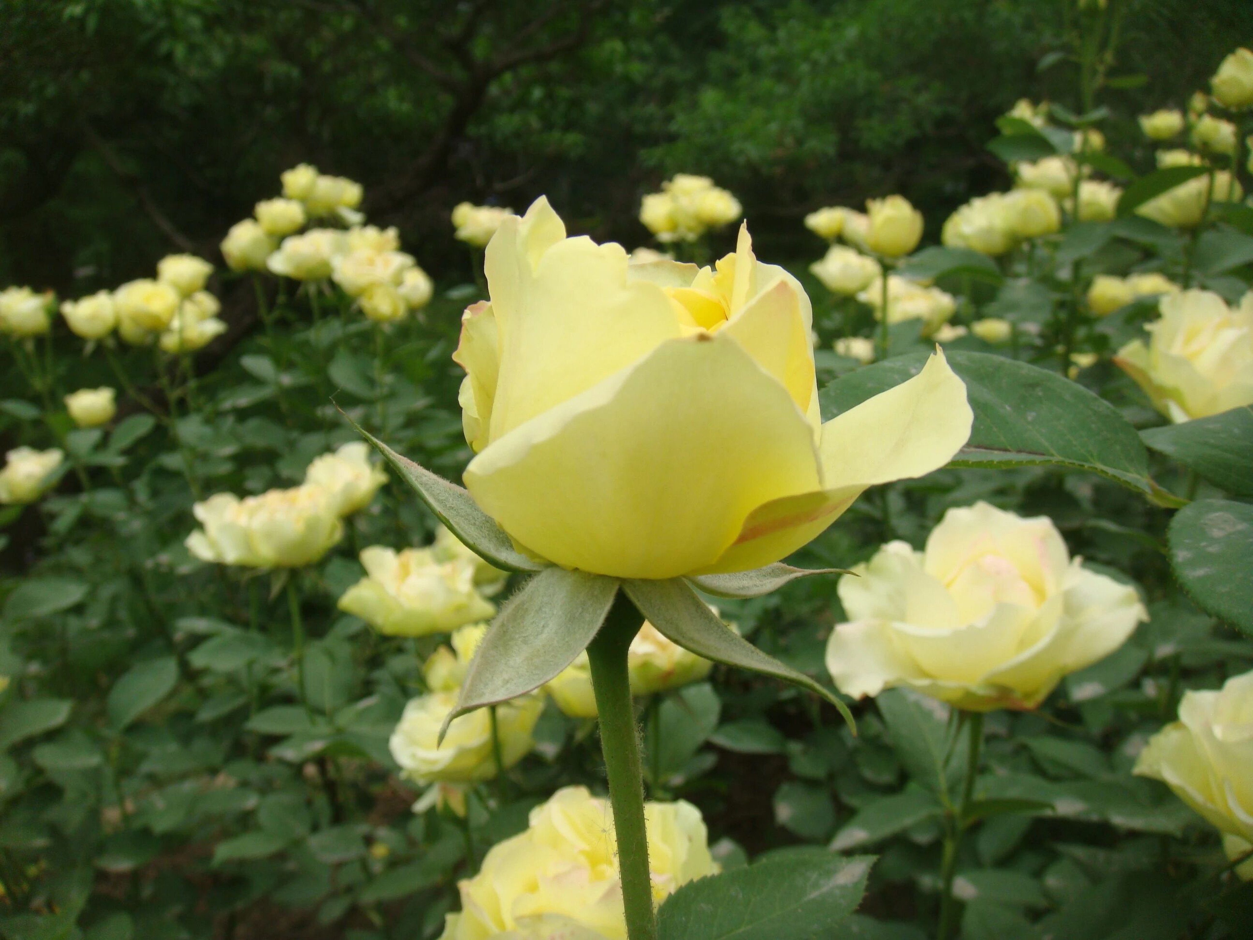Beijing sent more than 20 varieties of China rose – the capital city’s official flower – to the White House last month. Photo: Handout